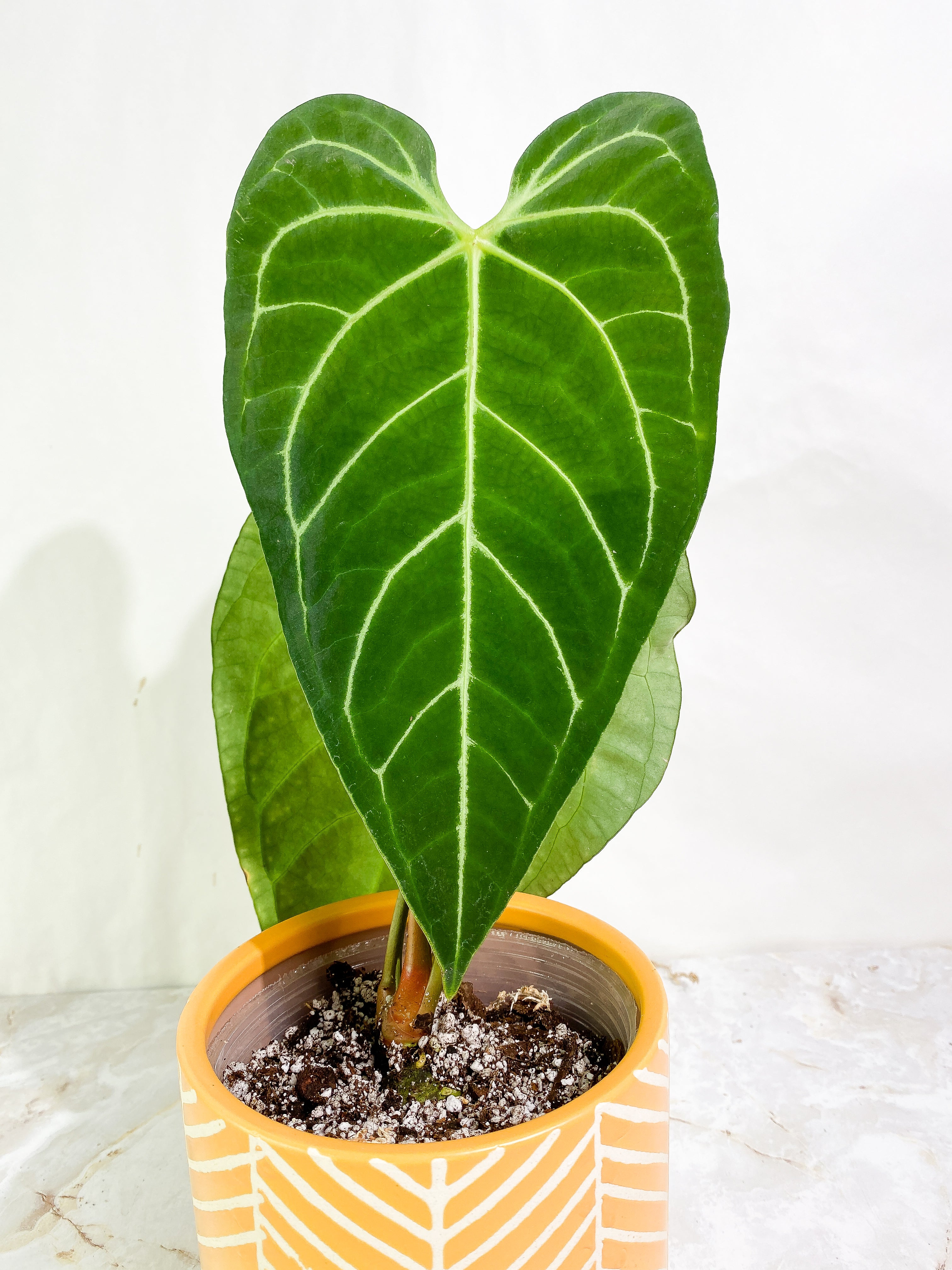 Anthurium regale – Carnivero