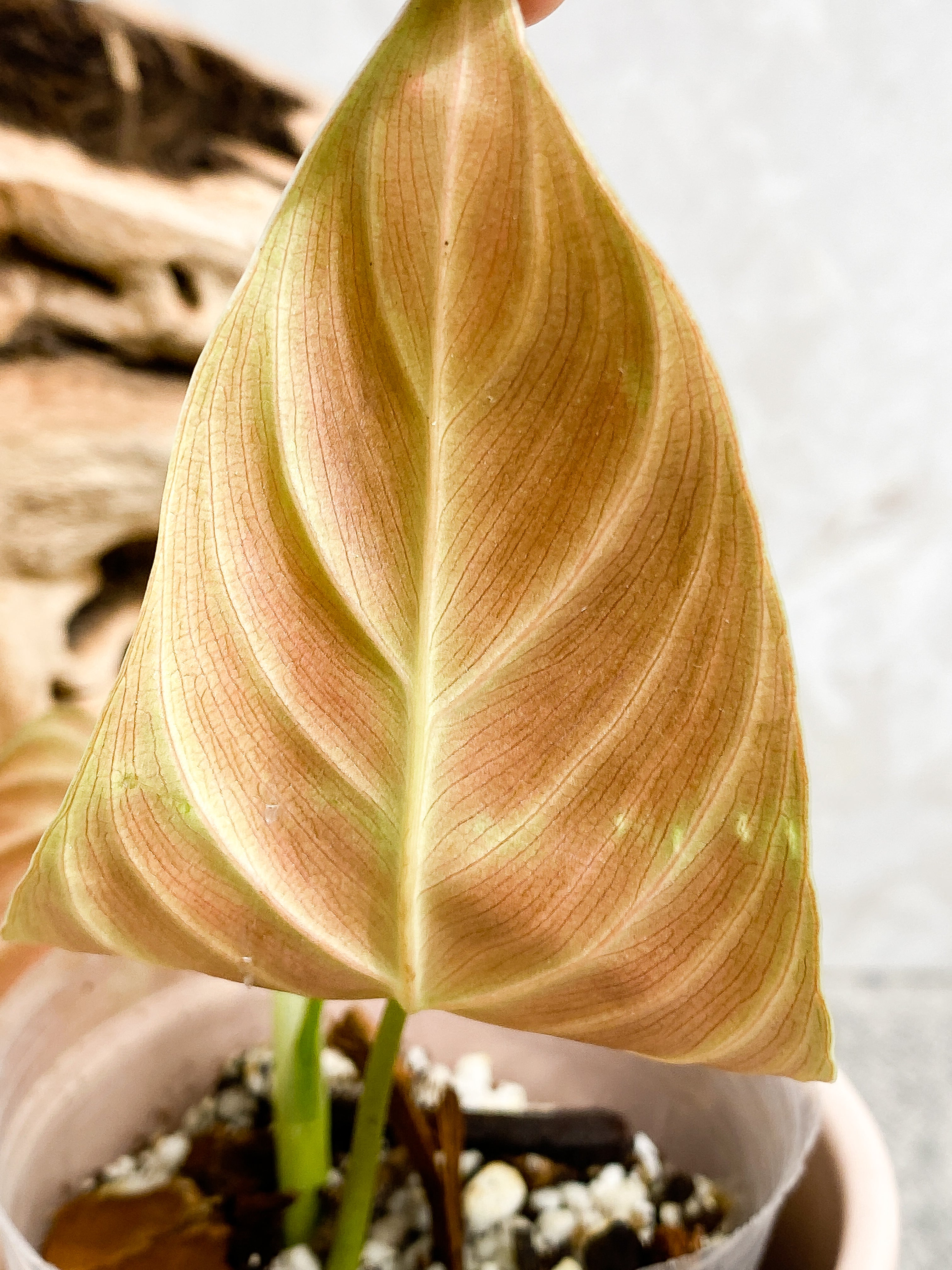Philodendron splendid 2 leaves 1 sprout Slightly Rooted Top Cutting