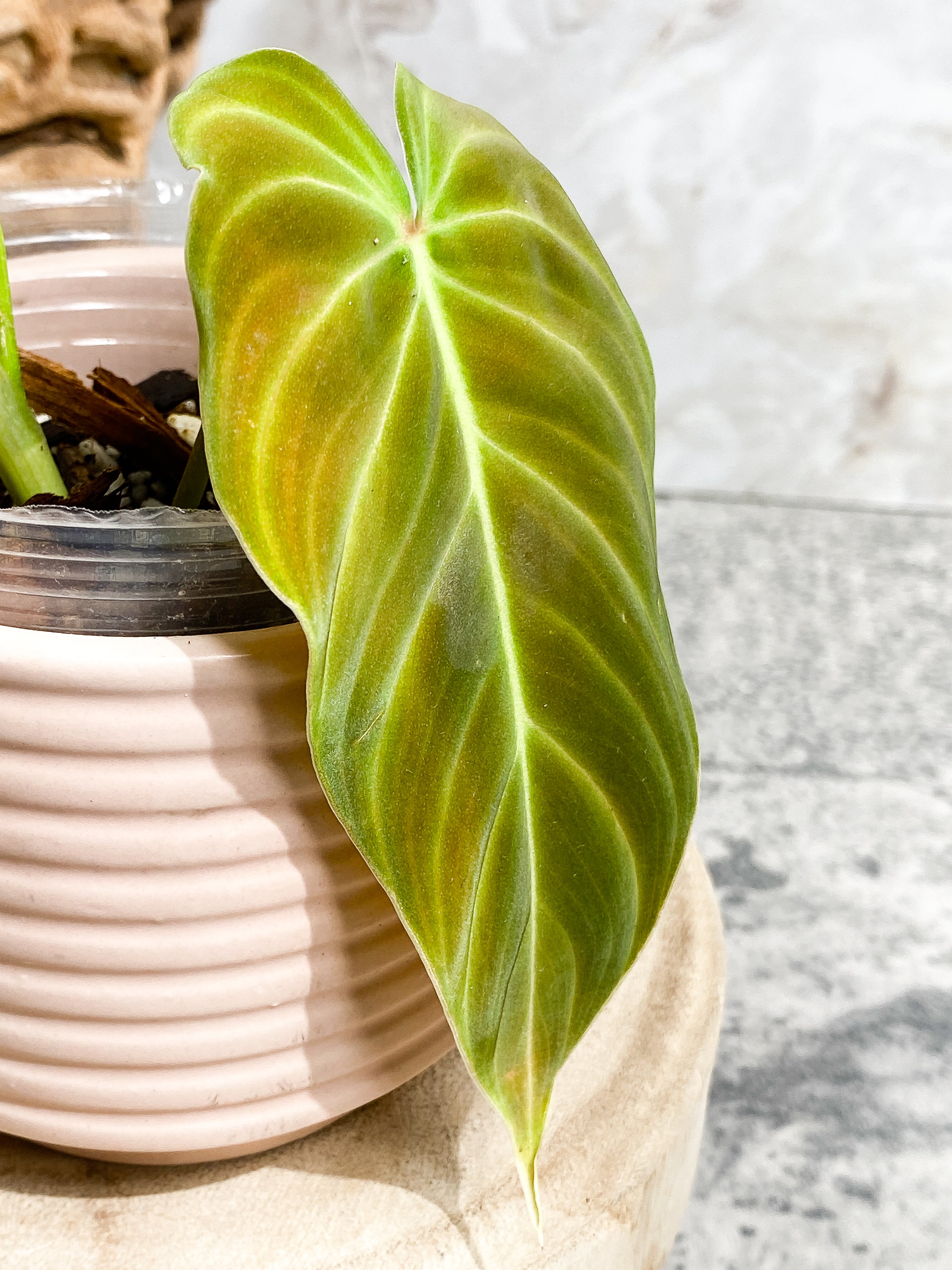 Philodendron splendid 2 leaves 1 sprout Slightly Rooted Top Cutting