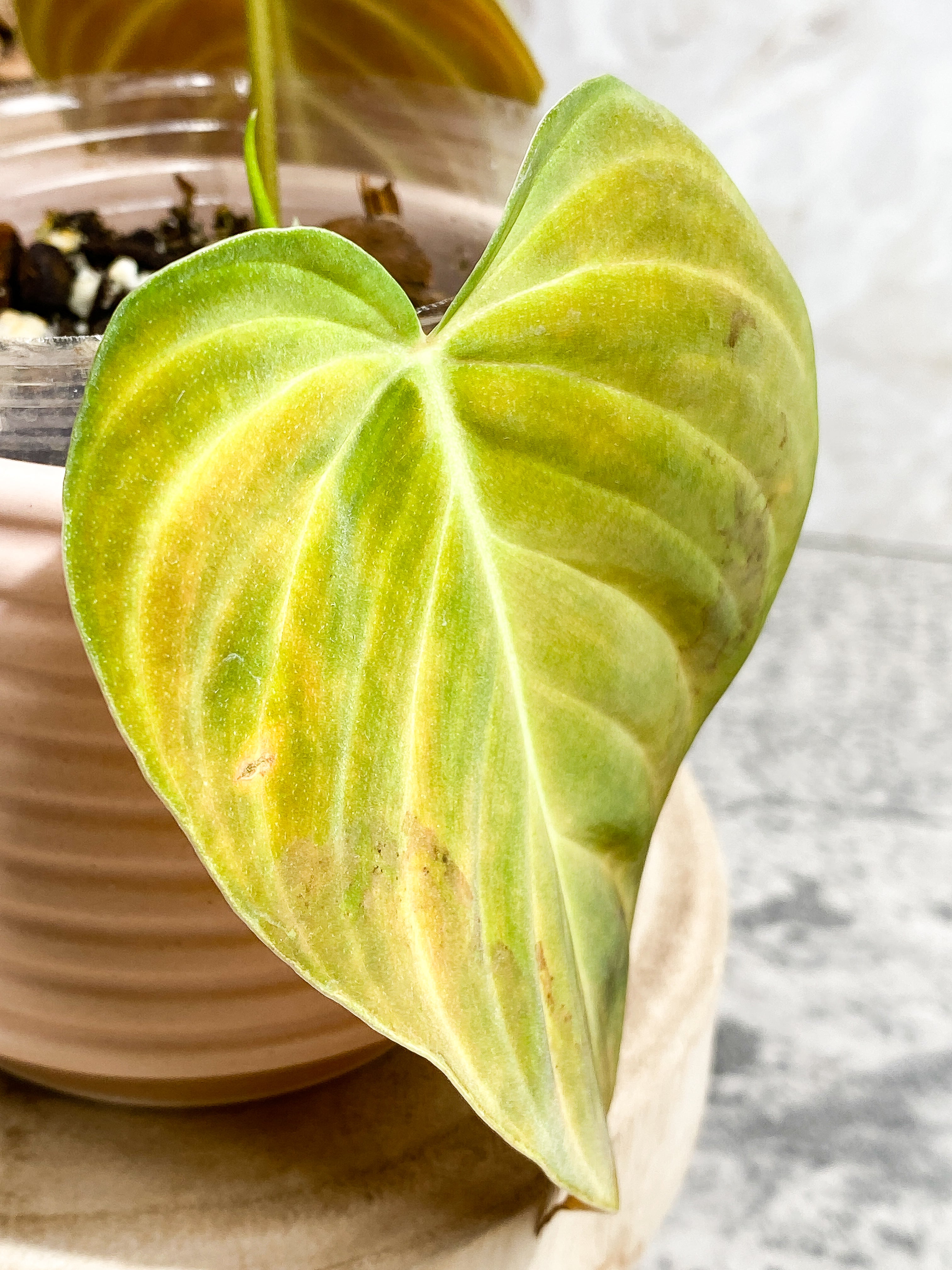 Philodendron splendid 2 leaves 1 sprout Slightly Rooted Top Cutting
