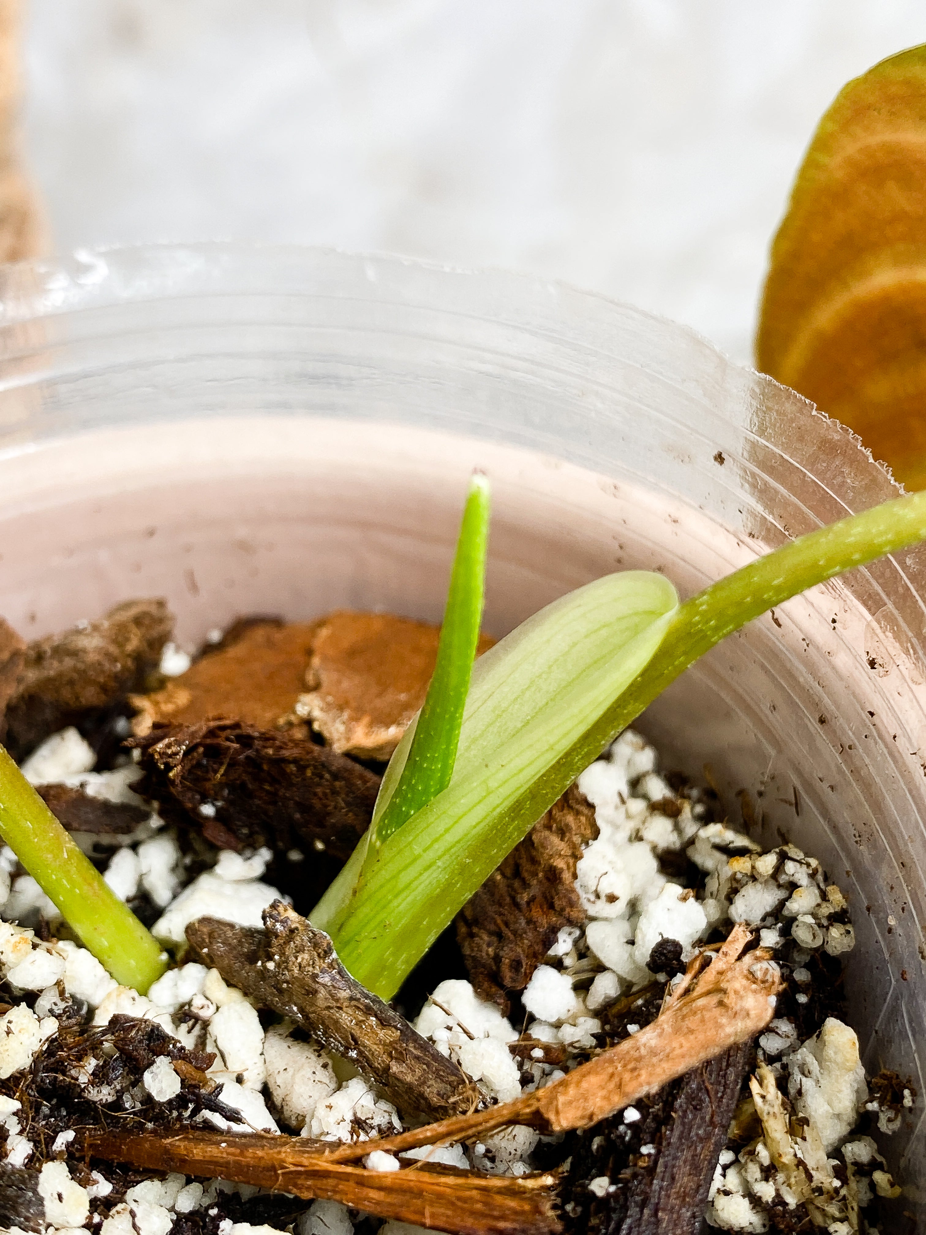 Philodendron splendid 2 leaves 1 sprout Slightly Rooted Top Cutting