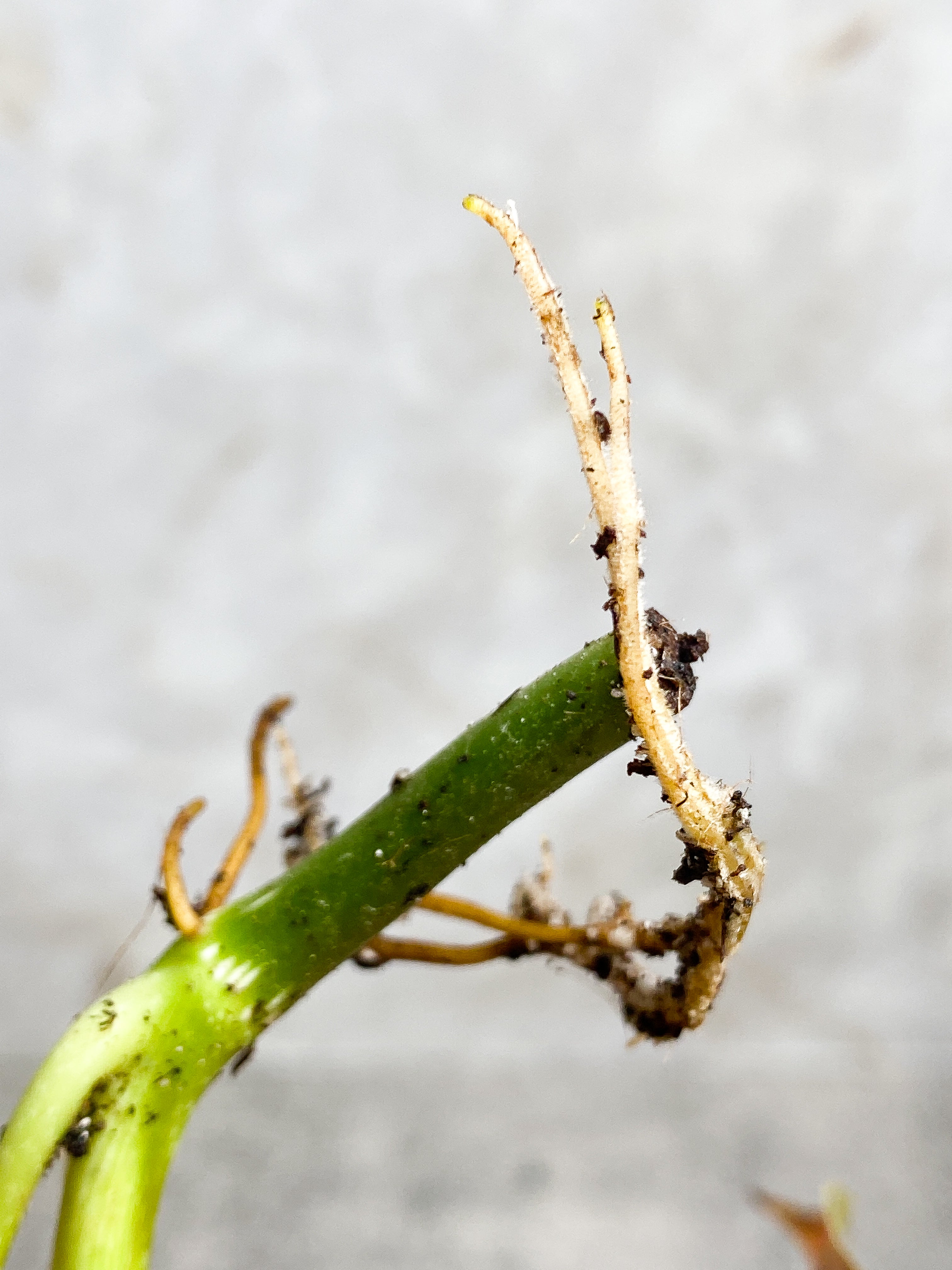 Philodendron splendid 2 leaves 1 sprout Slightly Rooted Top Cutting