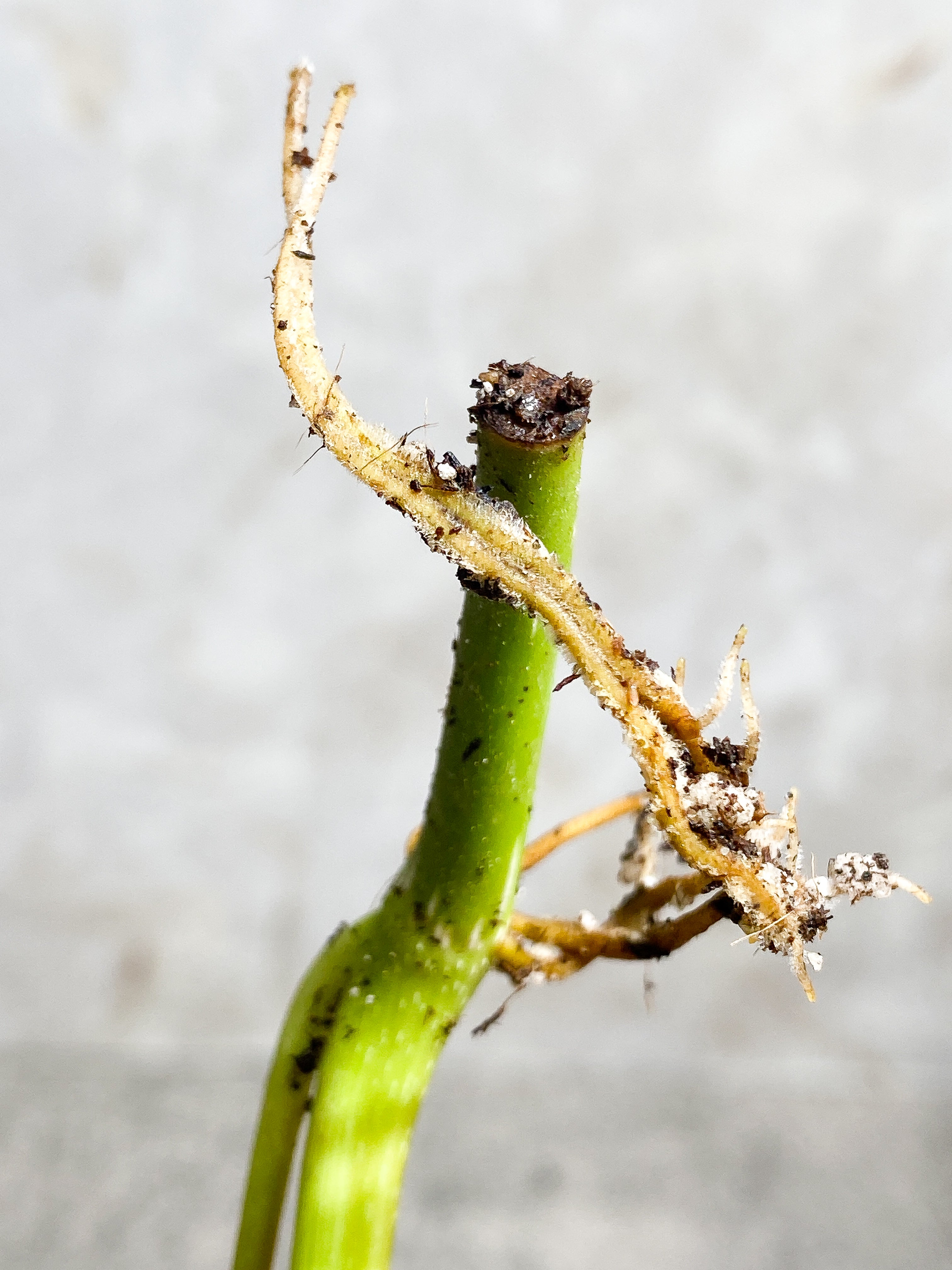 Philodendron splendid 2 leaves 1 sprout Slightly Rooted Top Cutting