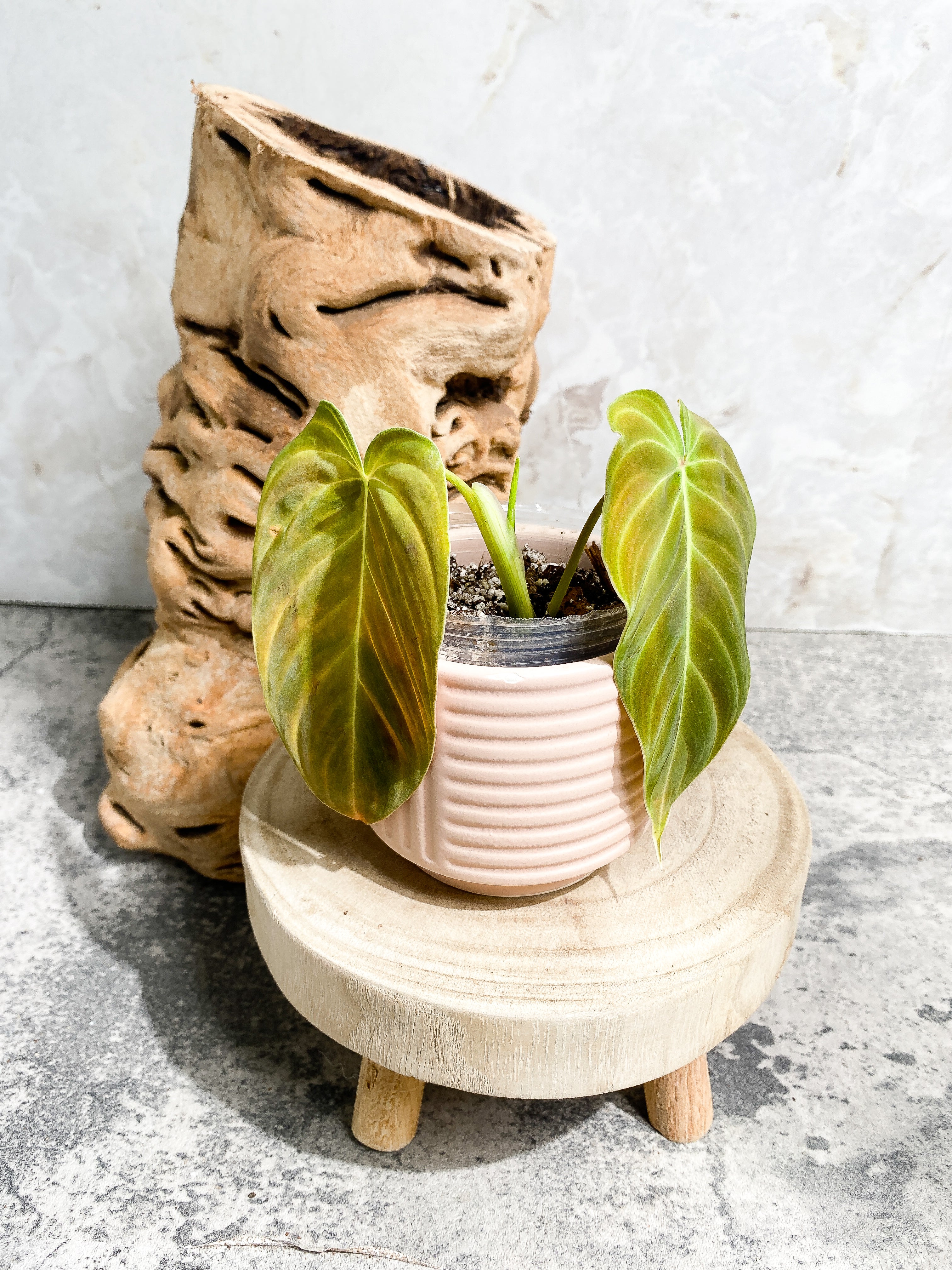 Philodendron splendid 2 leaves 1 sprout Slightly Rooted Top Cutting