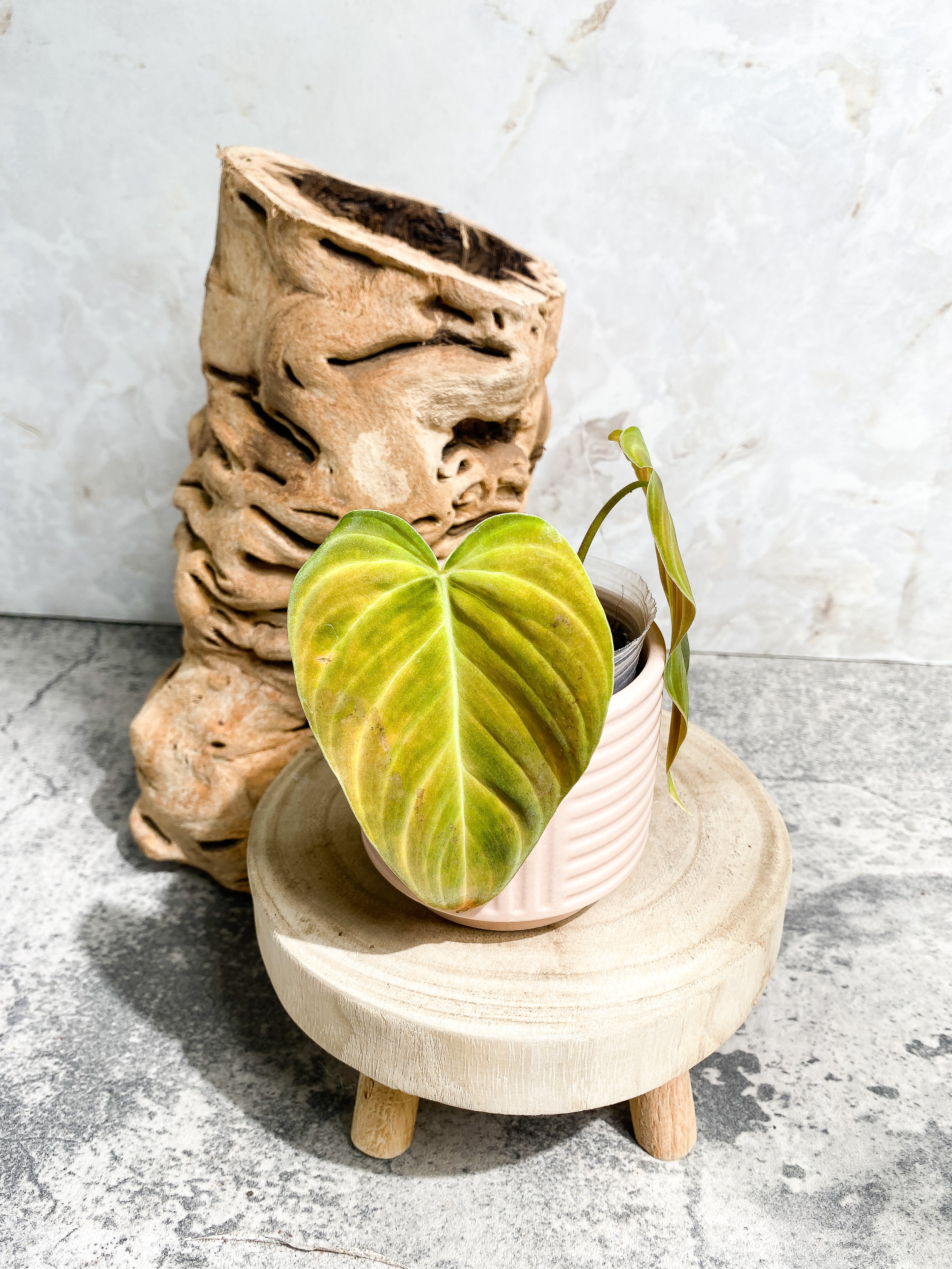 Philodendron splendid 2 leaves 1 sprout Slightly Rooted Top Cutting