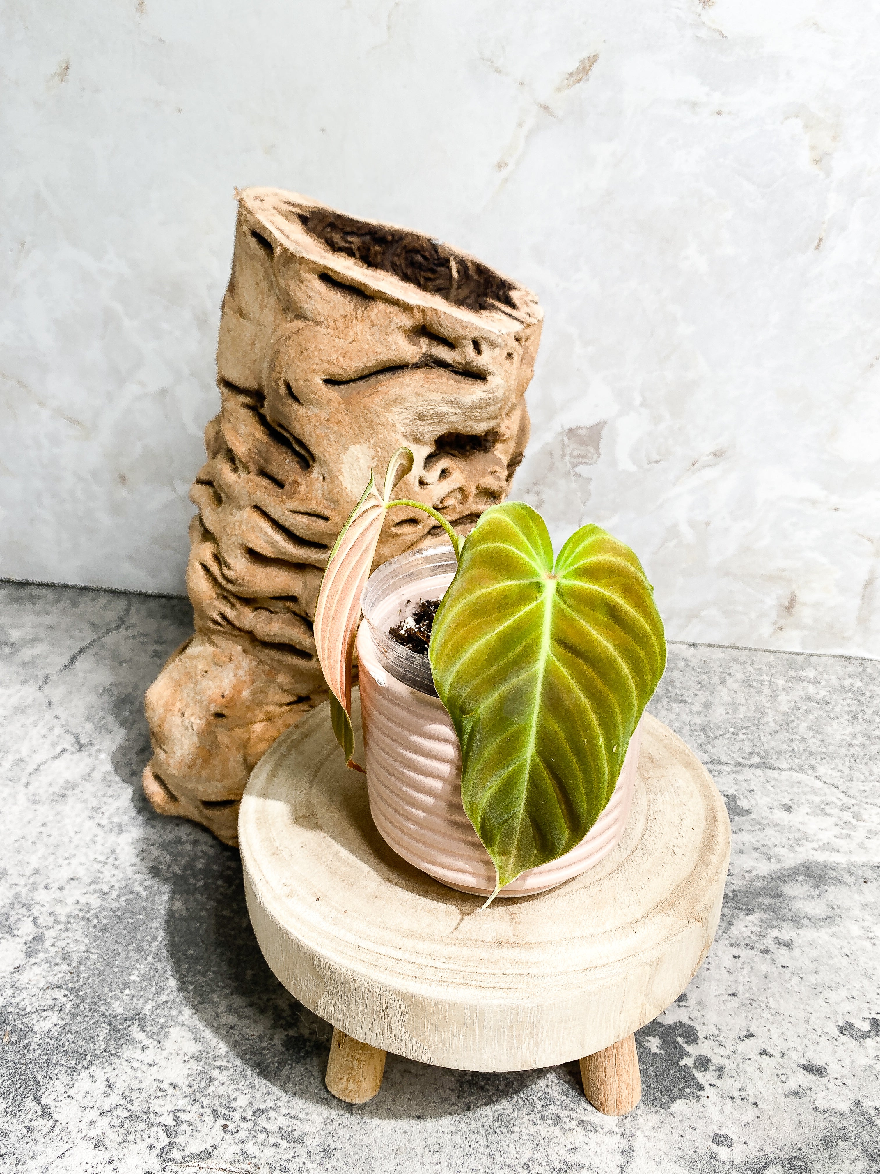 Philodendron splendid 2 leaves 1 sprout Slightly Rooted Top Cutting