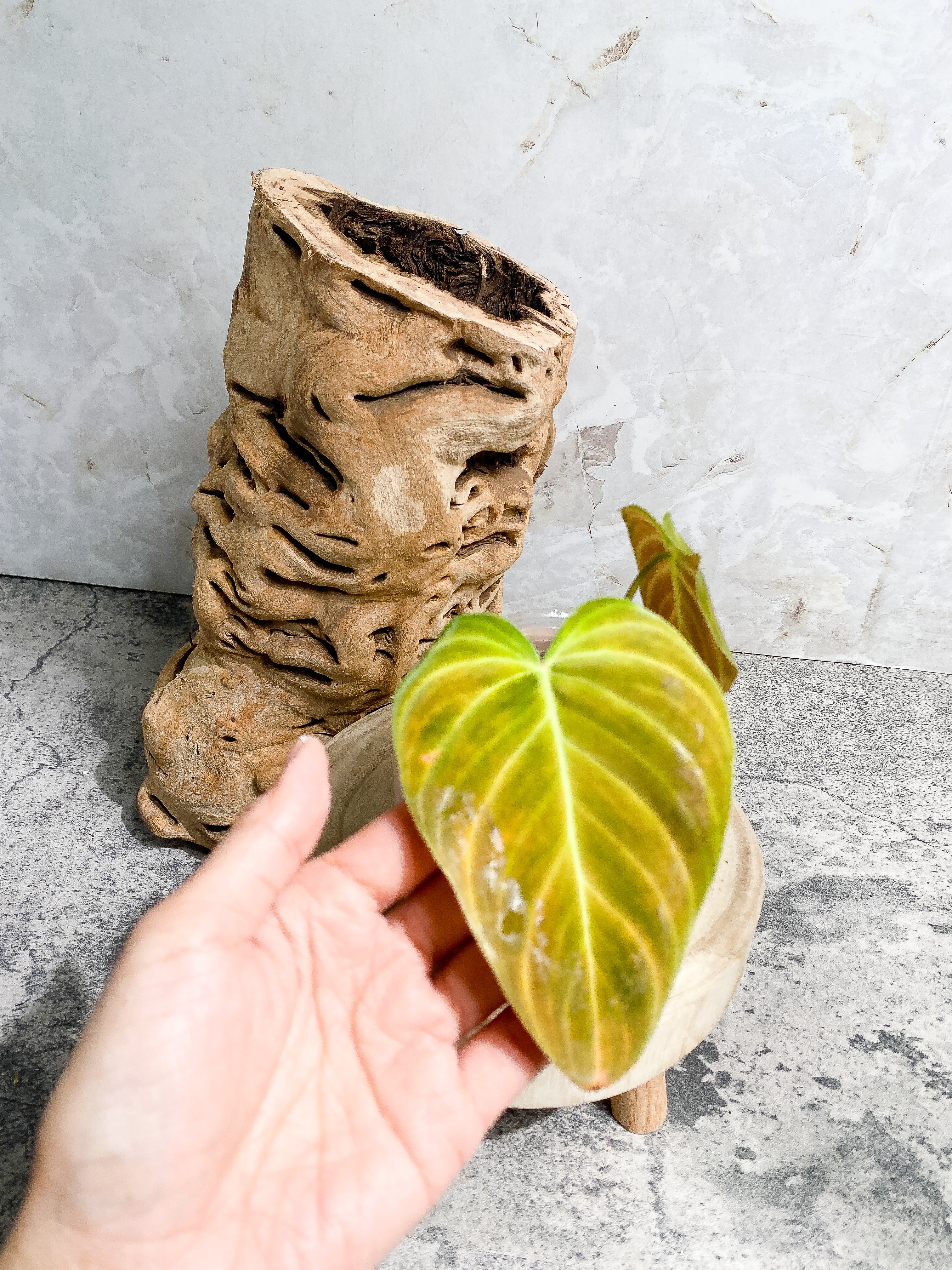 Philodendron splendid 2 leaves 1 sprout Slightly Rooted Top Cutting