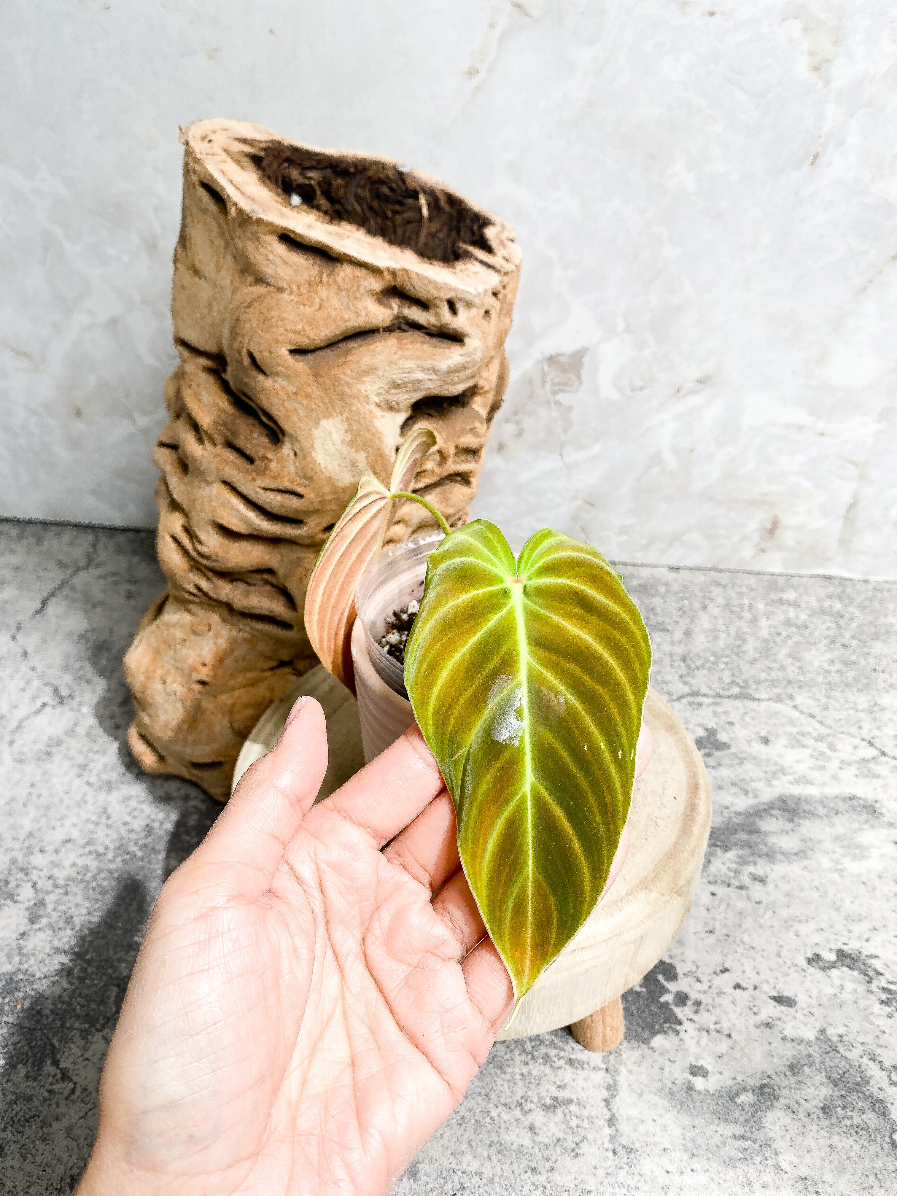 Philodendron splendid 2 leaves 1 sprout Slightly Rooted Top Cutting