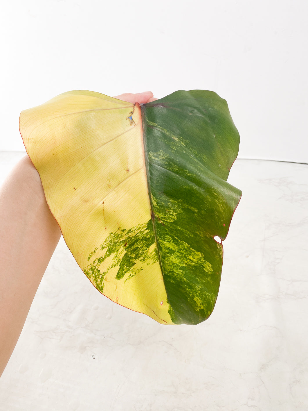 Philodendron Strawberry Shake 1 leaf