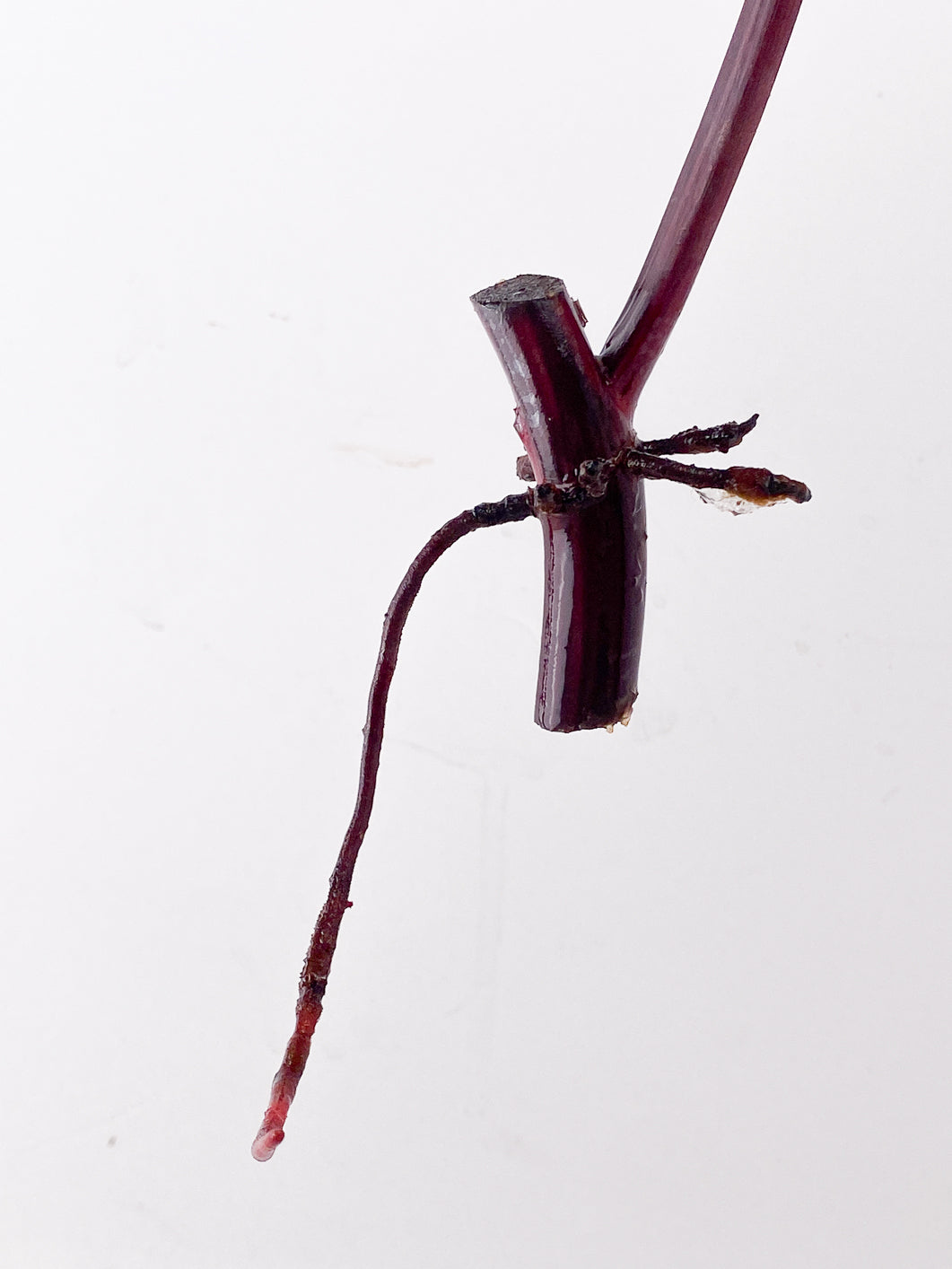 Philodendron Strawberry Shake 1 leaf