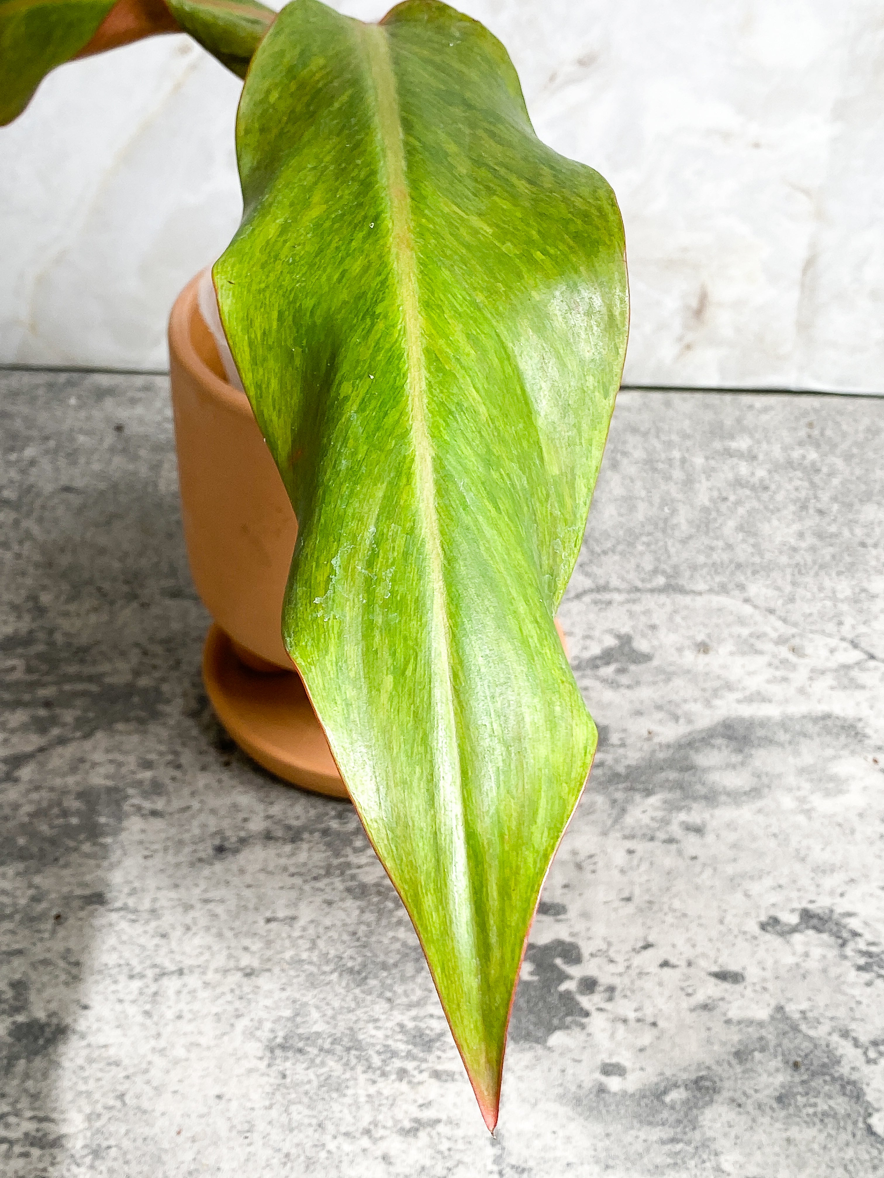 Philodendron Orange Marmalade 2 leaves (9.5" long) Rooted in soil Top Cutting