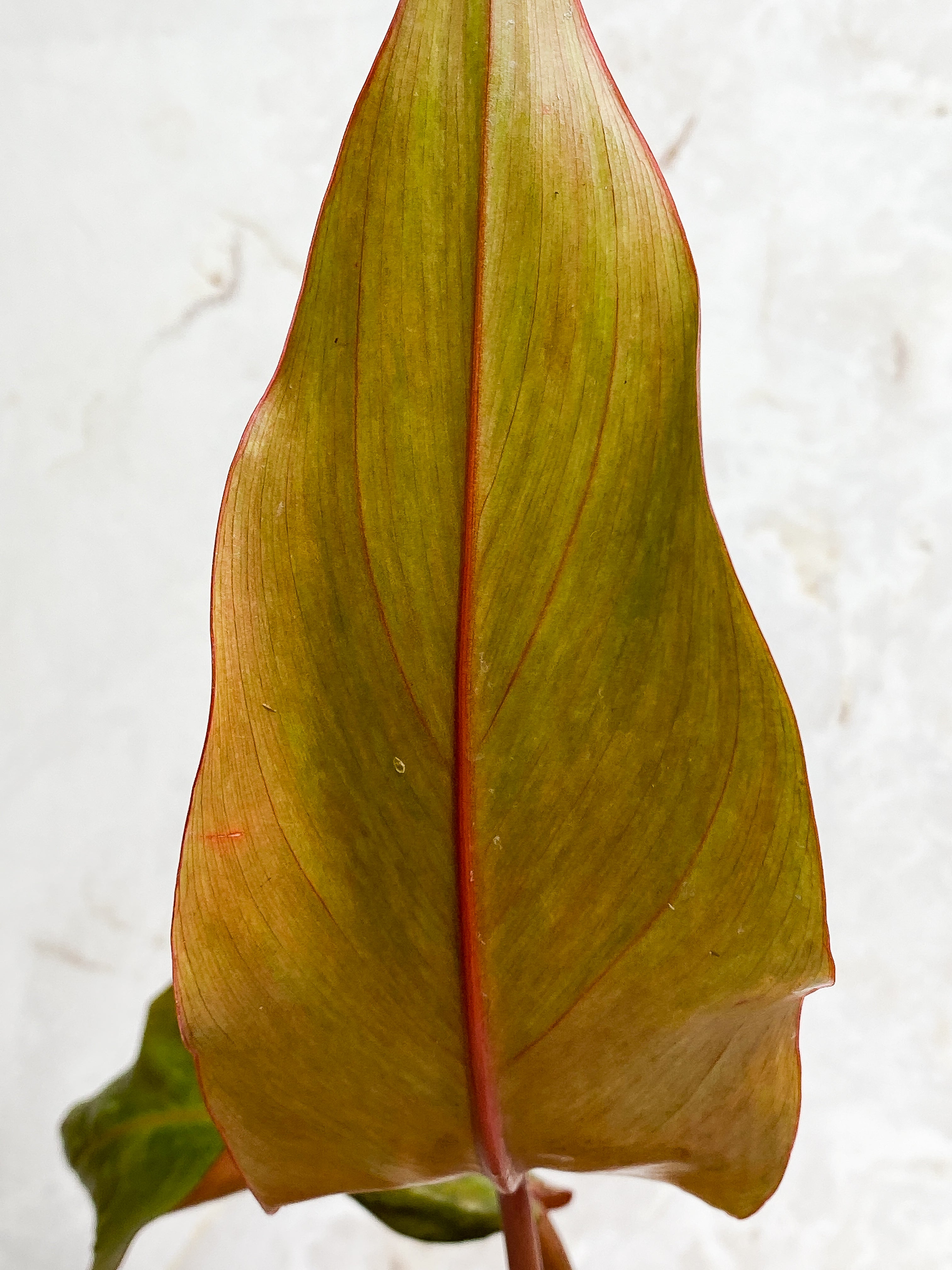 Philodendron Orange Marmalade 2 leaves (9.5" long) Rooted in soil Top Cutting