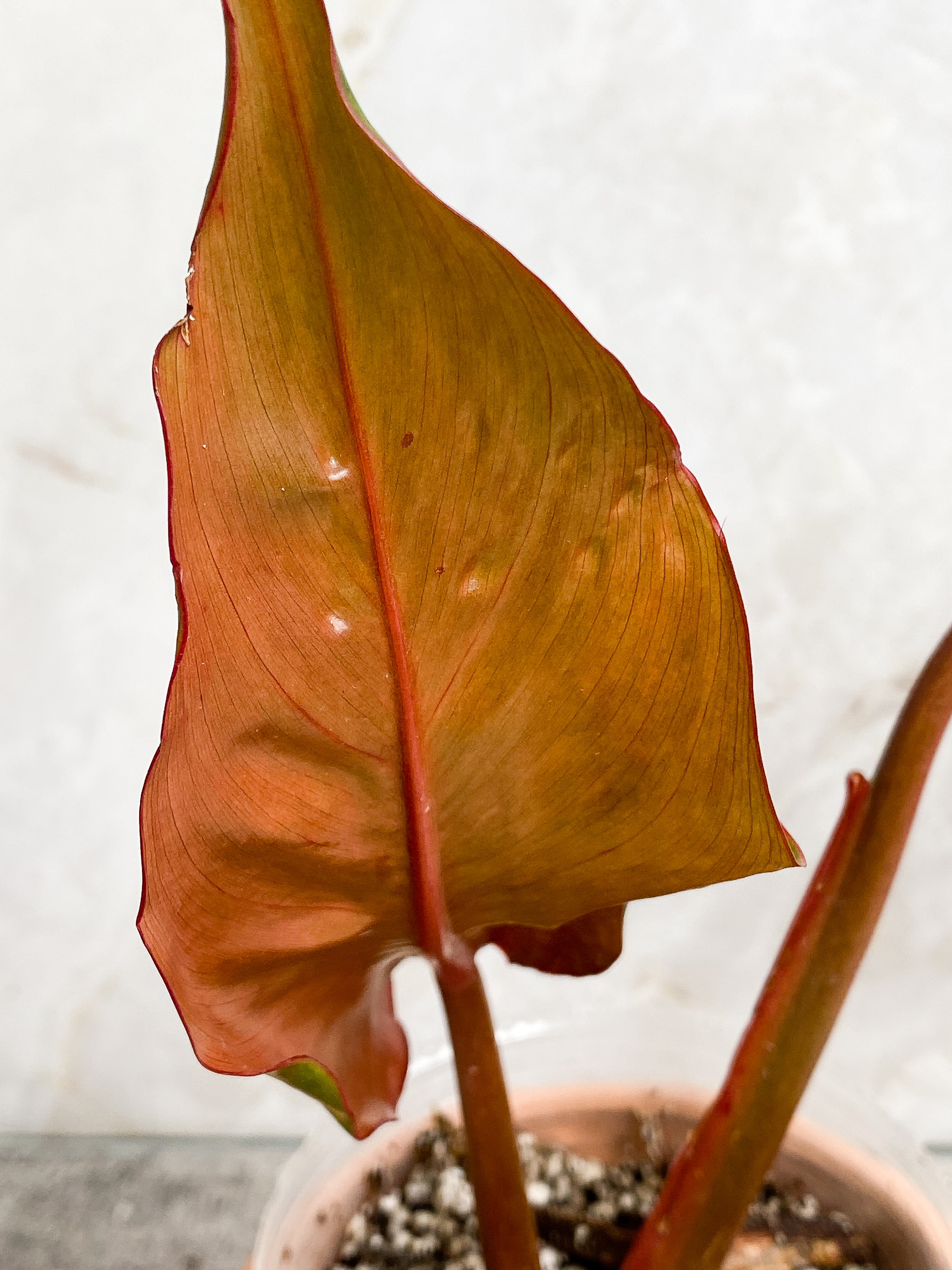 Philodendron Orange Marmalade 2 leaves (9.5" long) Rooted in soil Top Cutting