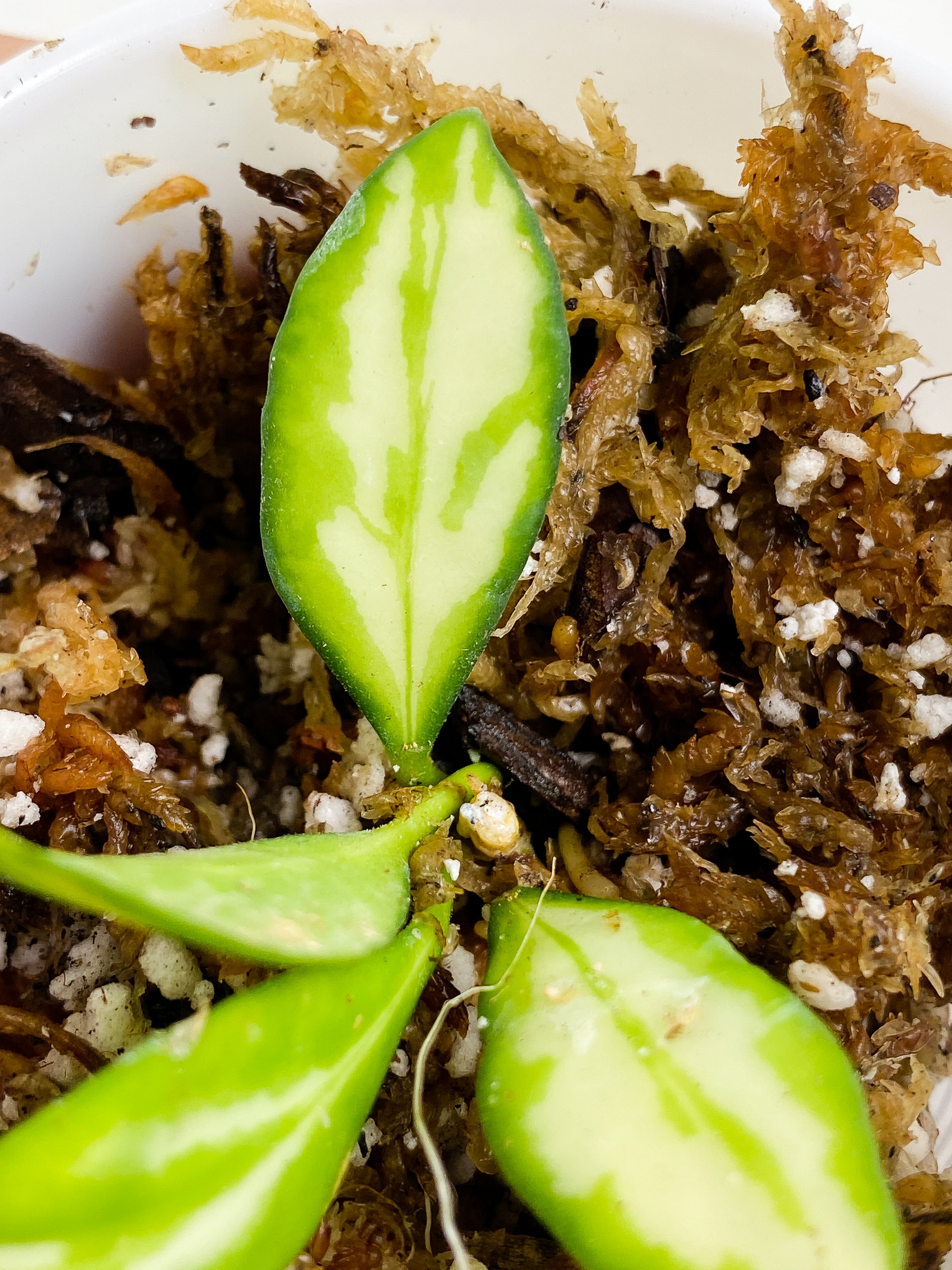 Grower Choice: Hoya Heuschkeliana variegata 4 leaves Rooting