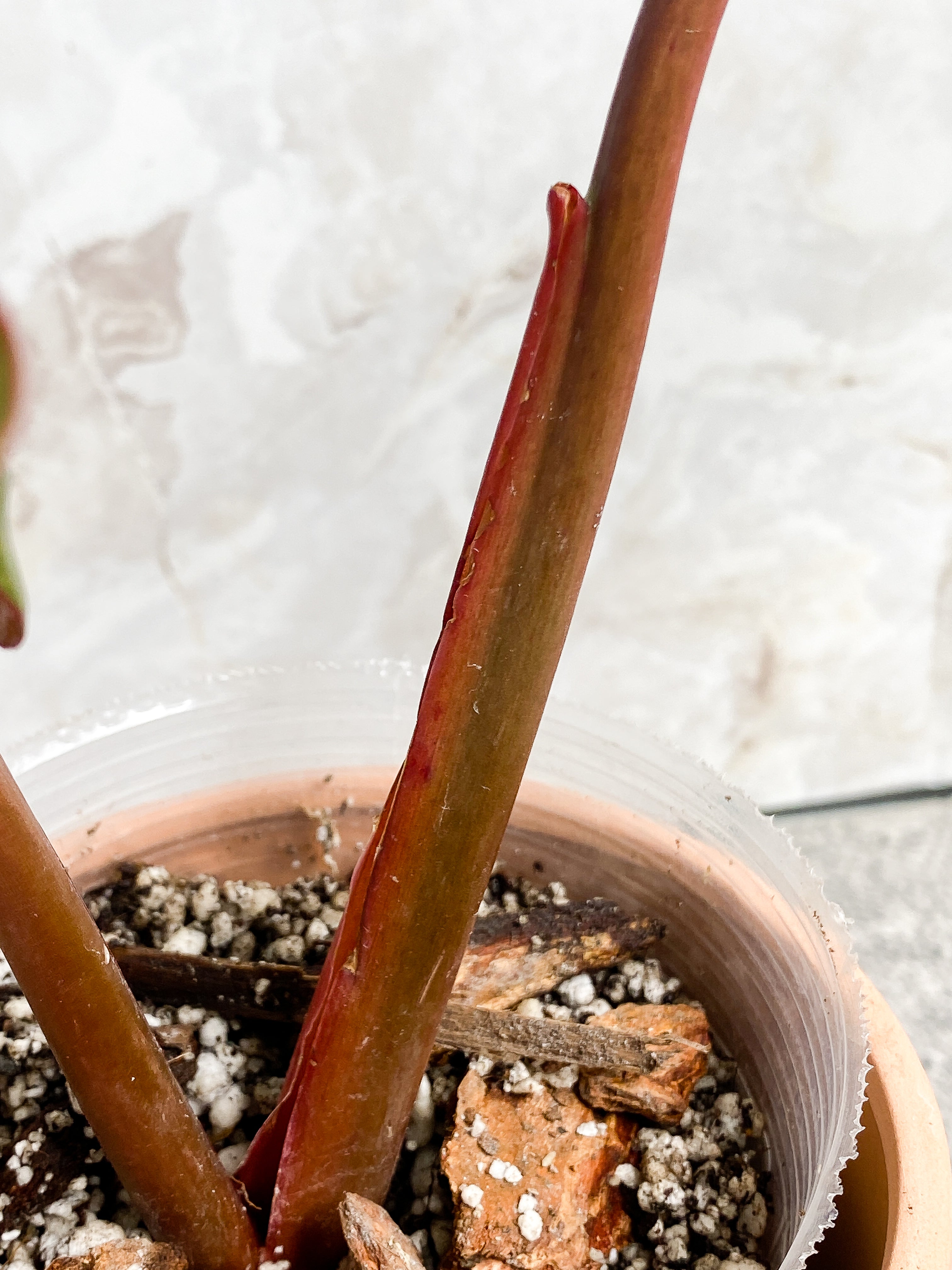 Philodendron Orange Marmalade 2 leaves (9.5" long) Rooted in soil Top Cutting