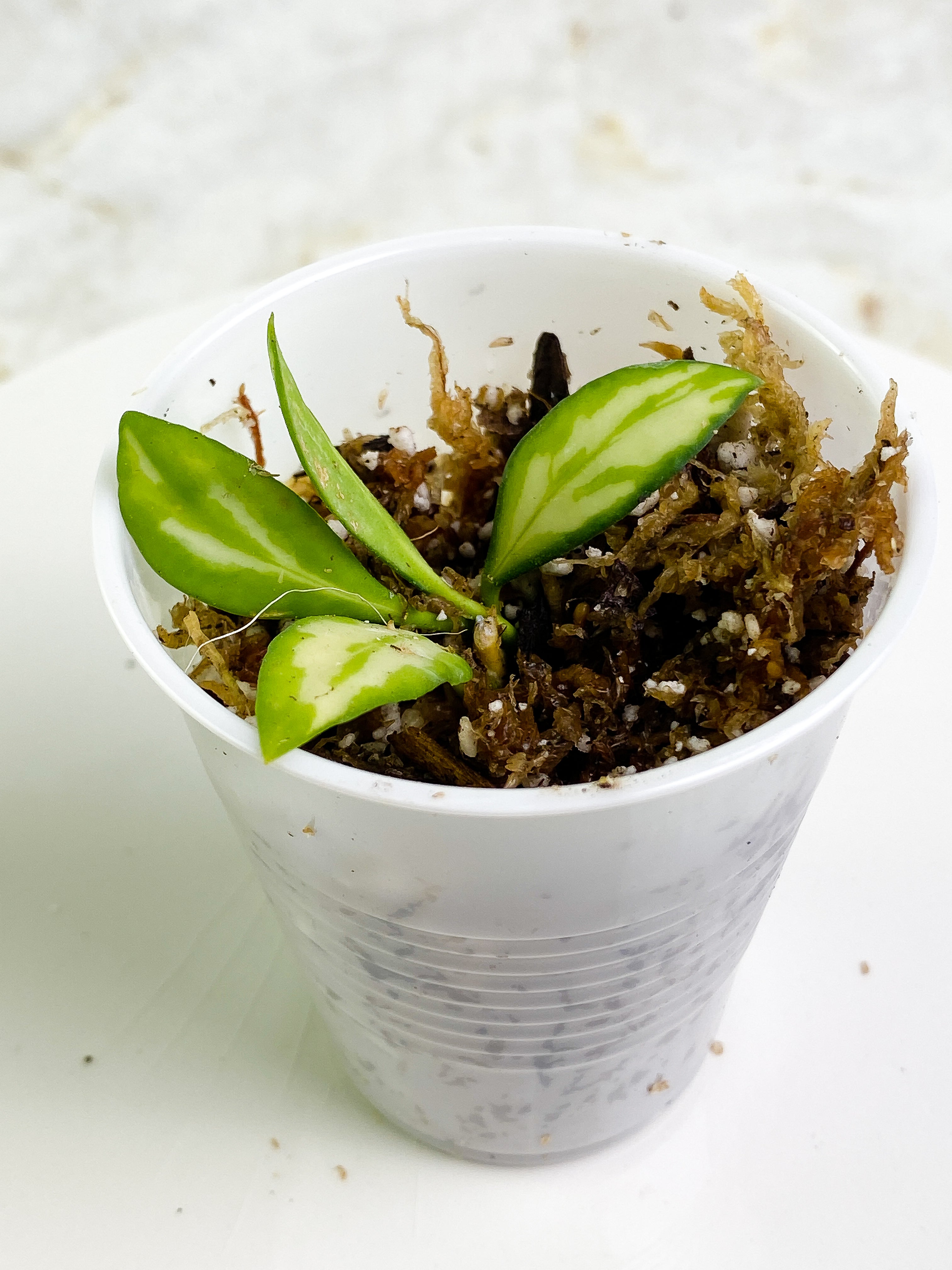 Grower Choice: Hoya Heuschkeliana variegata 4 leaves Rooting