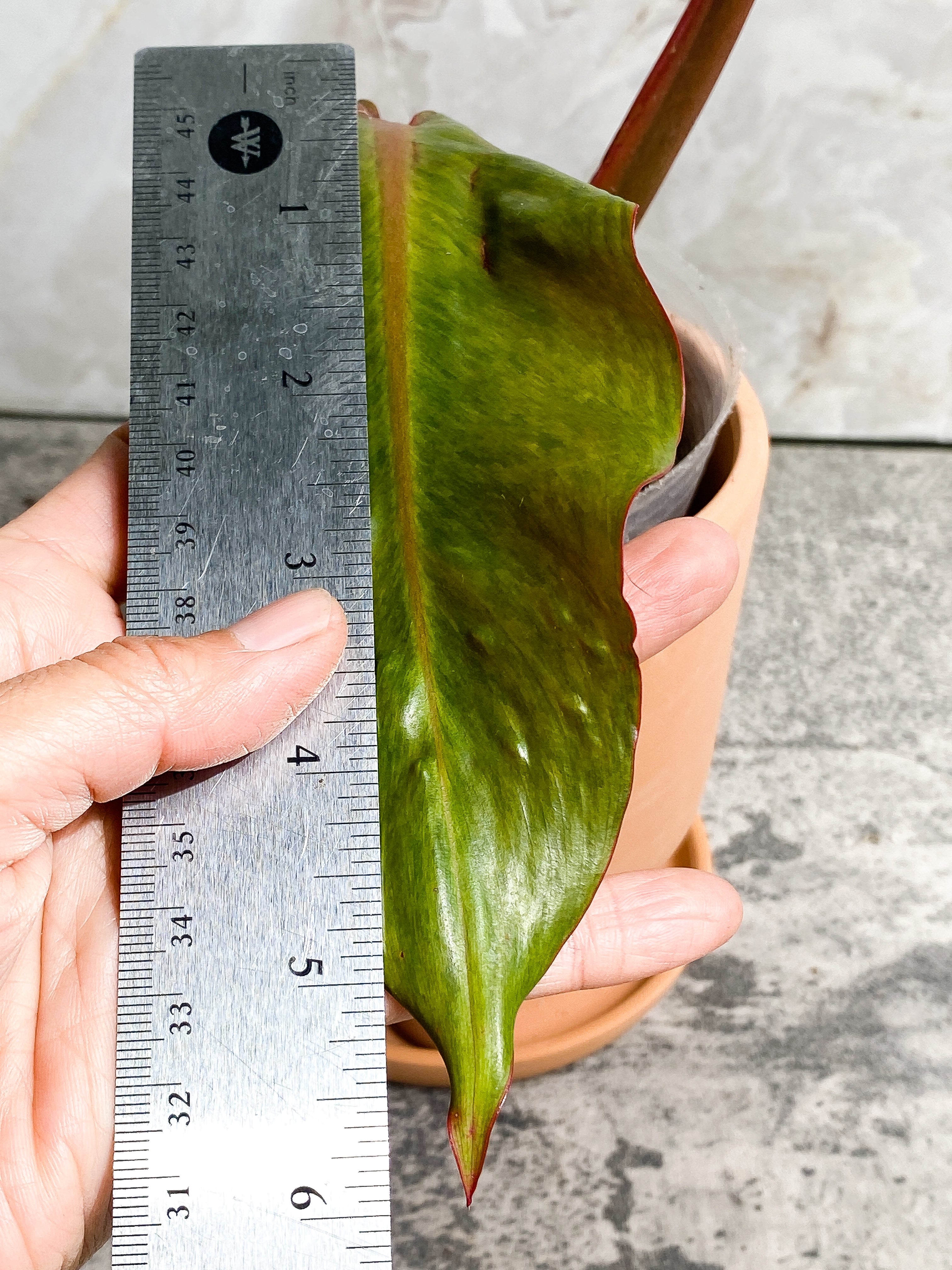 Philodendron Orange Marmalade 2 leaves (9.5" long) Rooted in soil Top Cutting