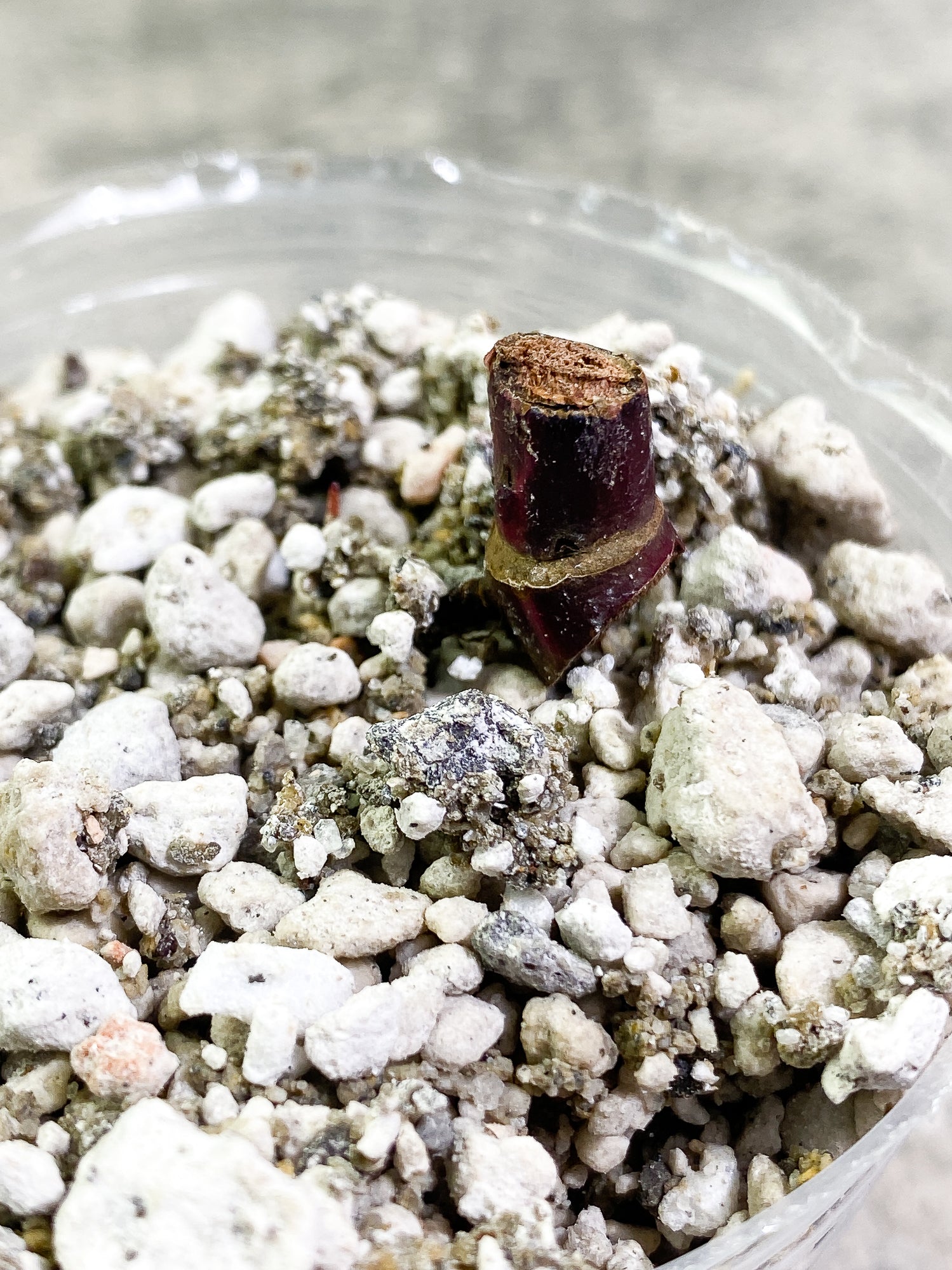 Philodendron Red Anderson Rooting node