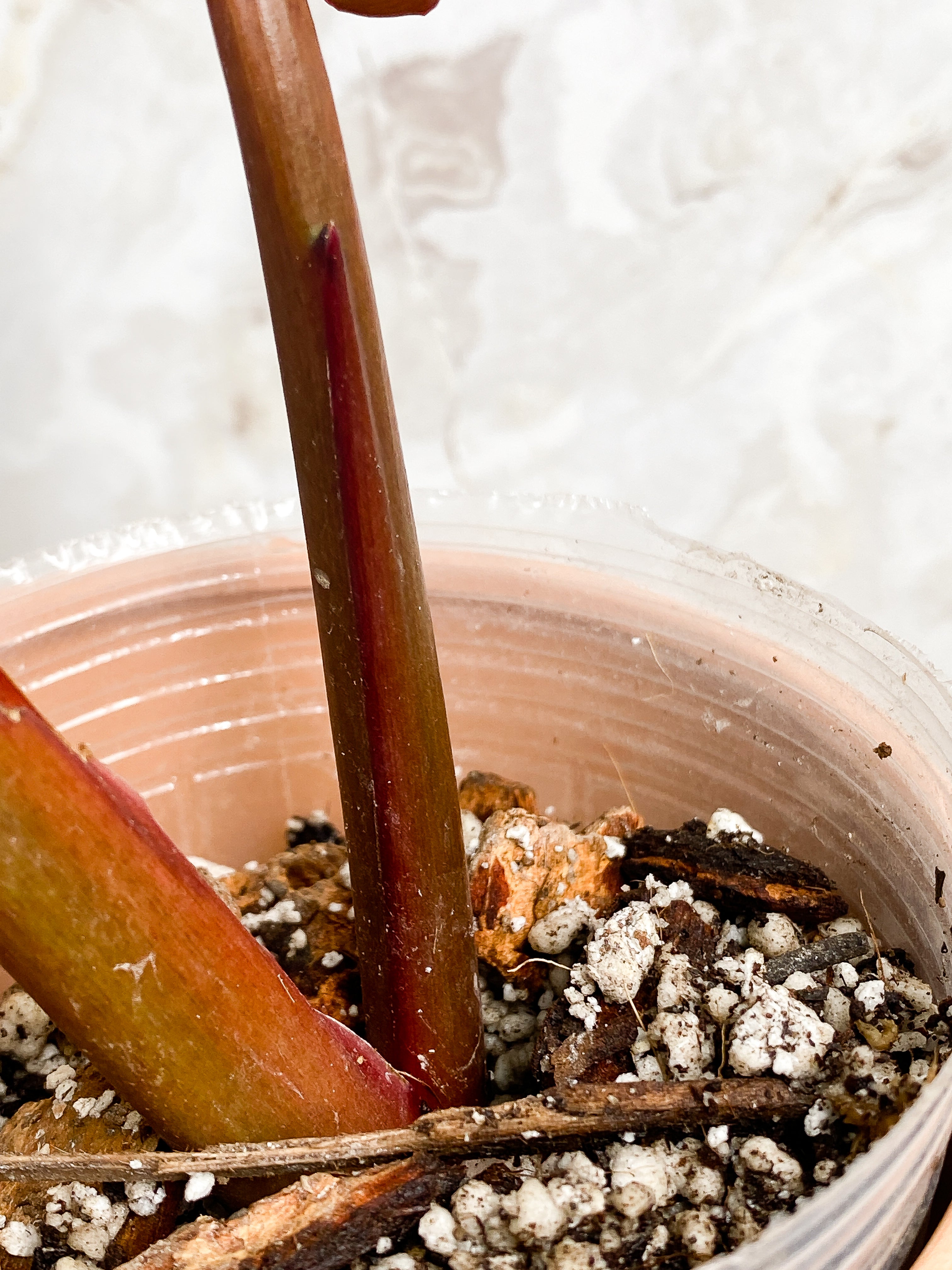 Philodendron Orange Marmalade 2 leaves (9.5" long) Rooted in soil Top Cutting