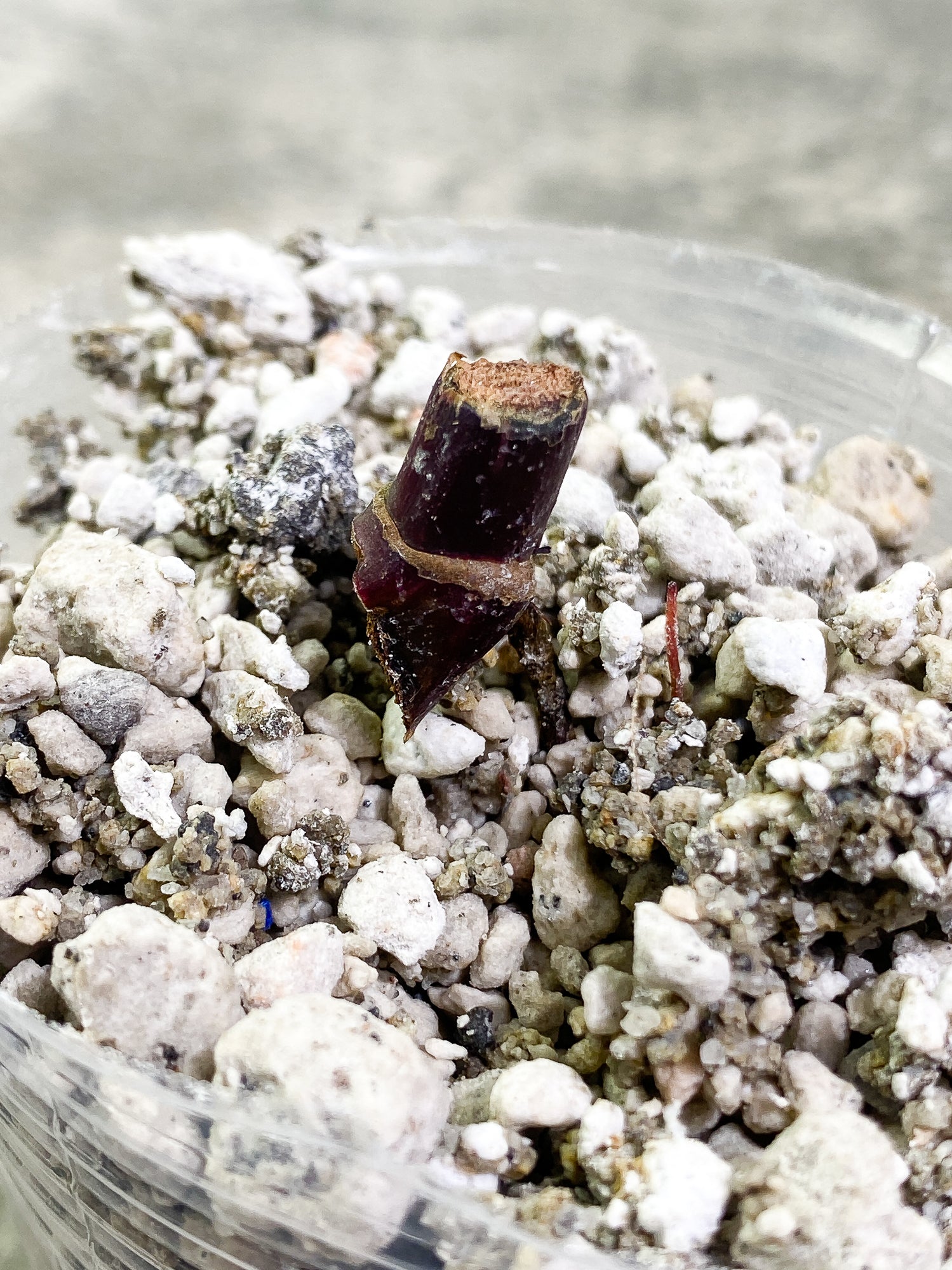 Philodendron Red Anderson Rooting node
