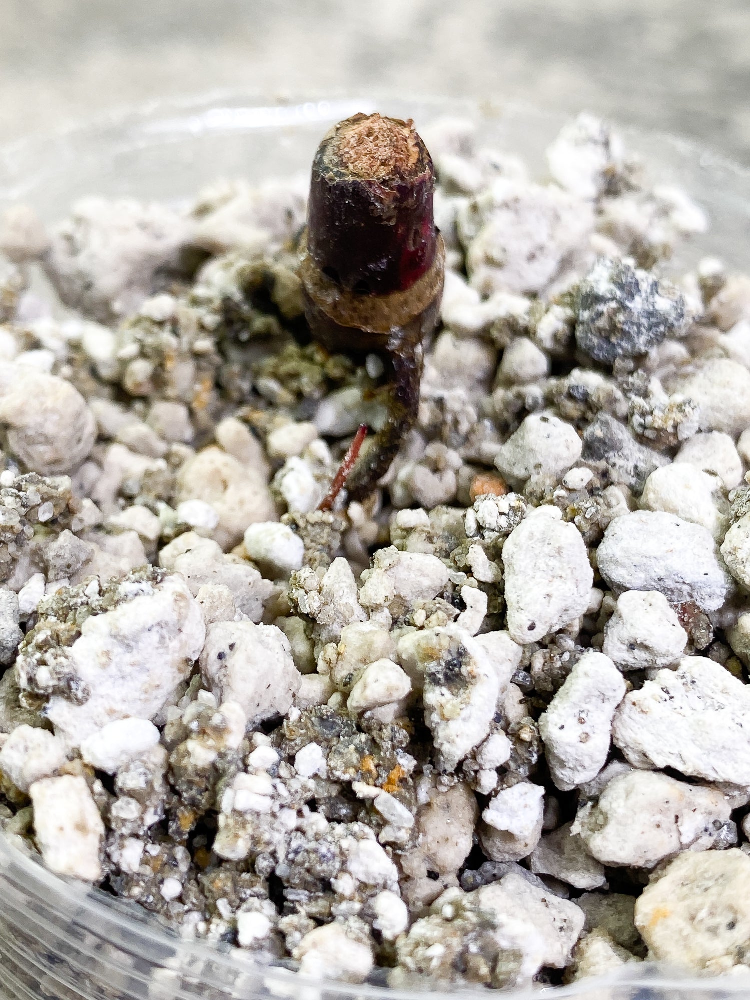 Philodendron Red Anderson Rooting node