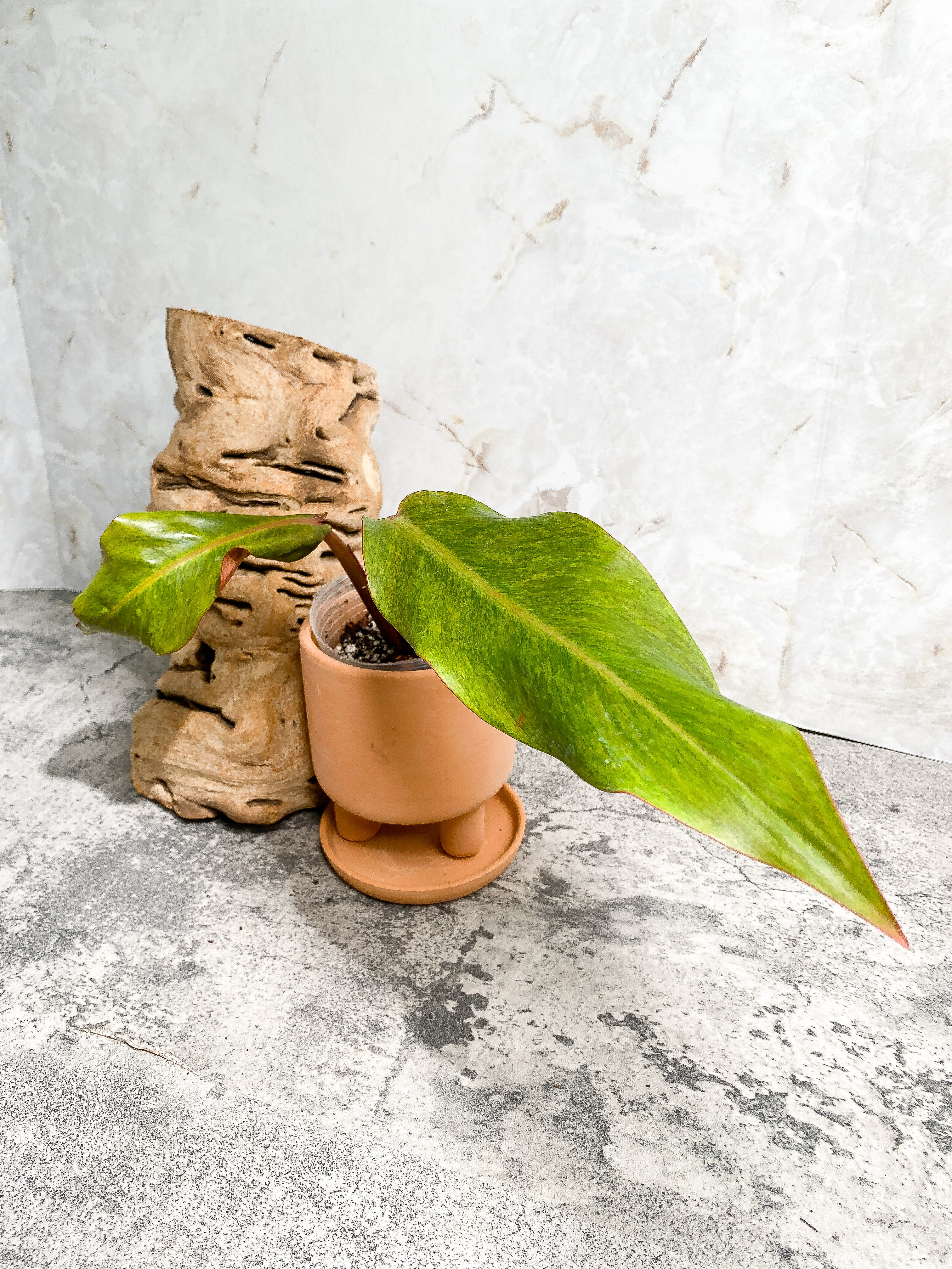 Philodendron Orange Marmalade 2 leaves (9.5" long) Rooted in soil Top Cutting