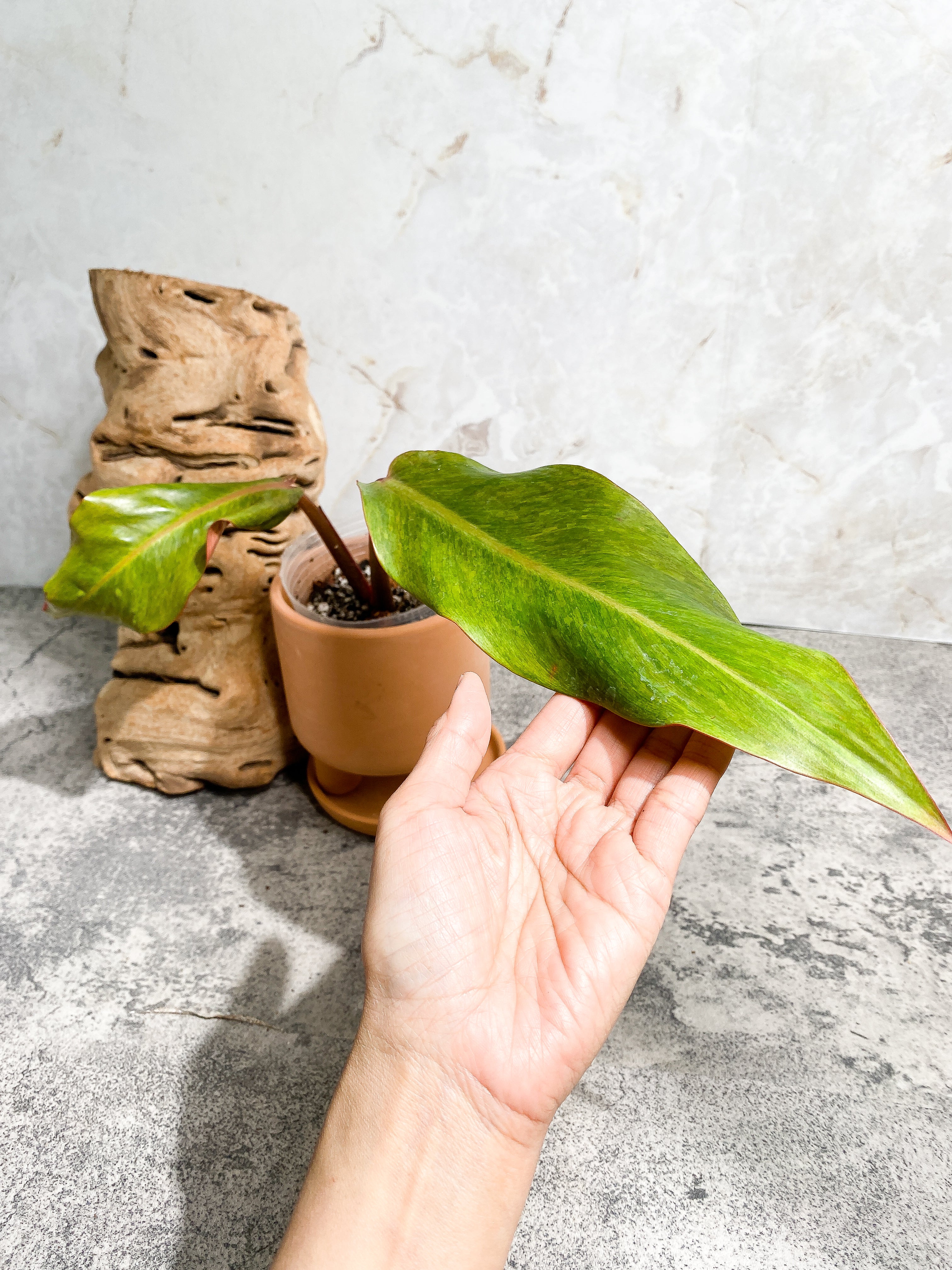 Philodendron Orange Marmalade 2 leaves (9.5" long) Rooted in soil Top Cutting