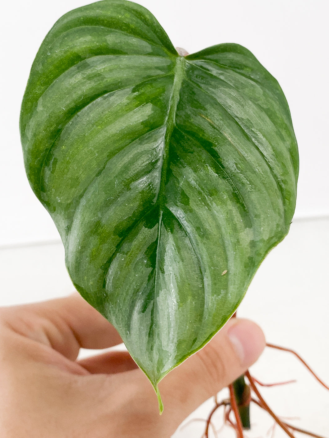 Philodendron Sodiroi true form 1 leaf