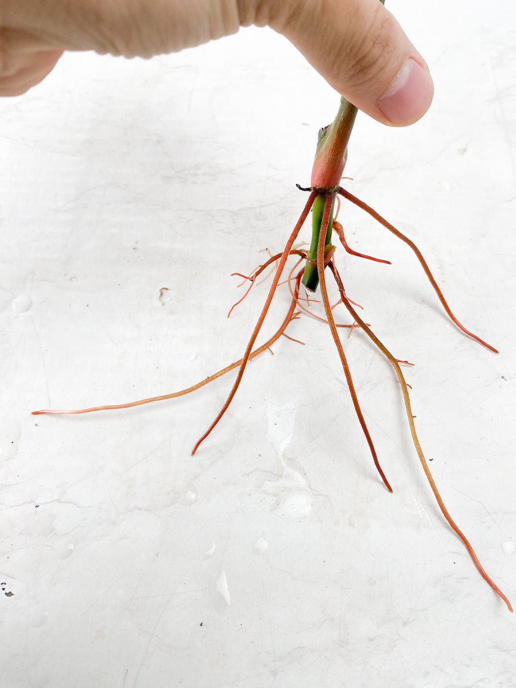 Philodendron Sodiroi true form 1 leaf