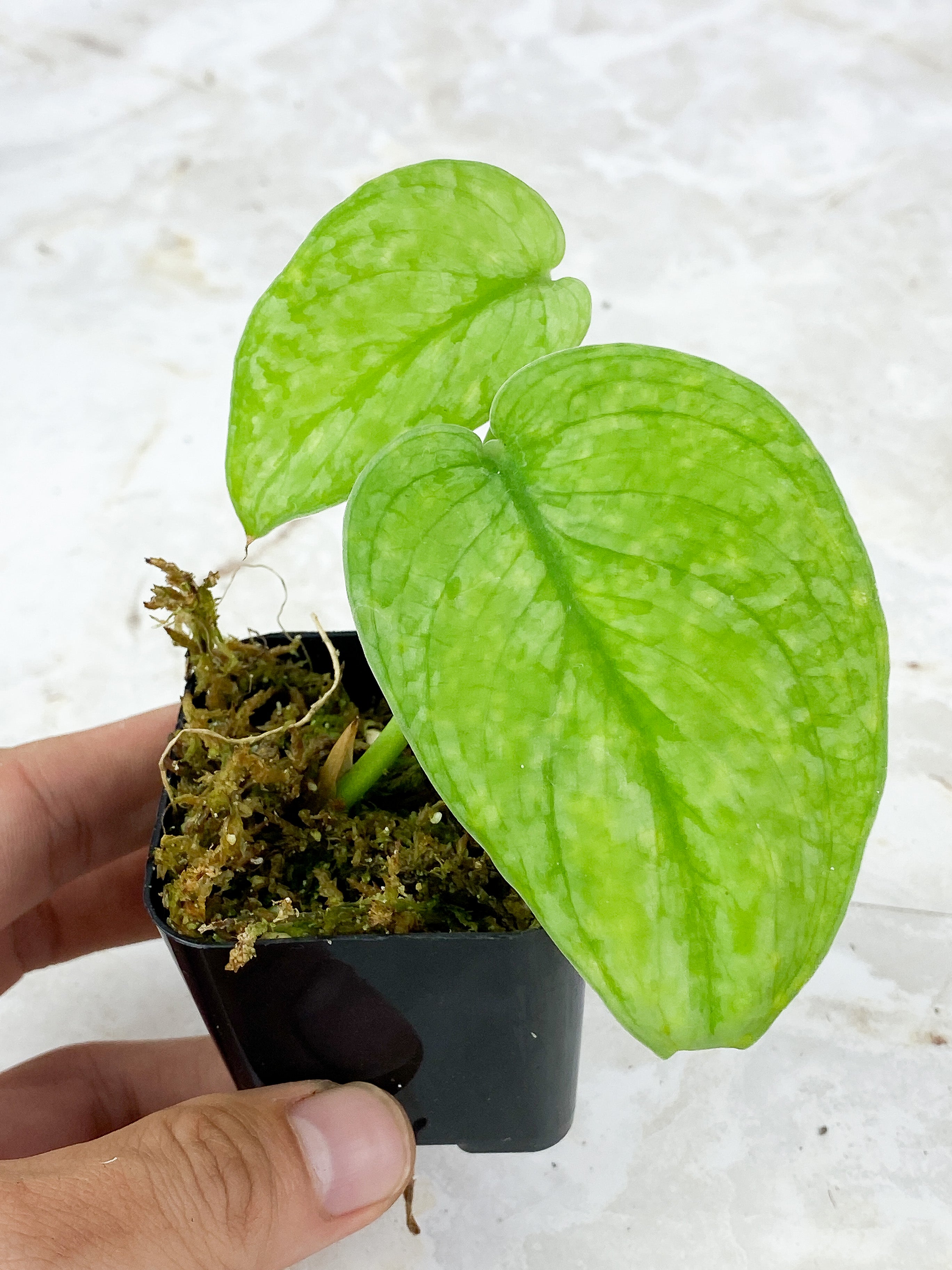 Scindapsus Silver Cloud Rooted 2 leaves