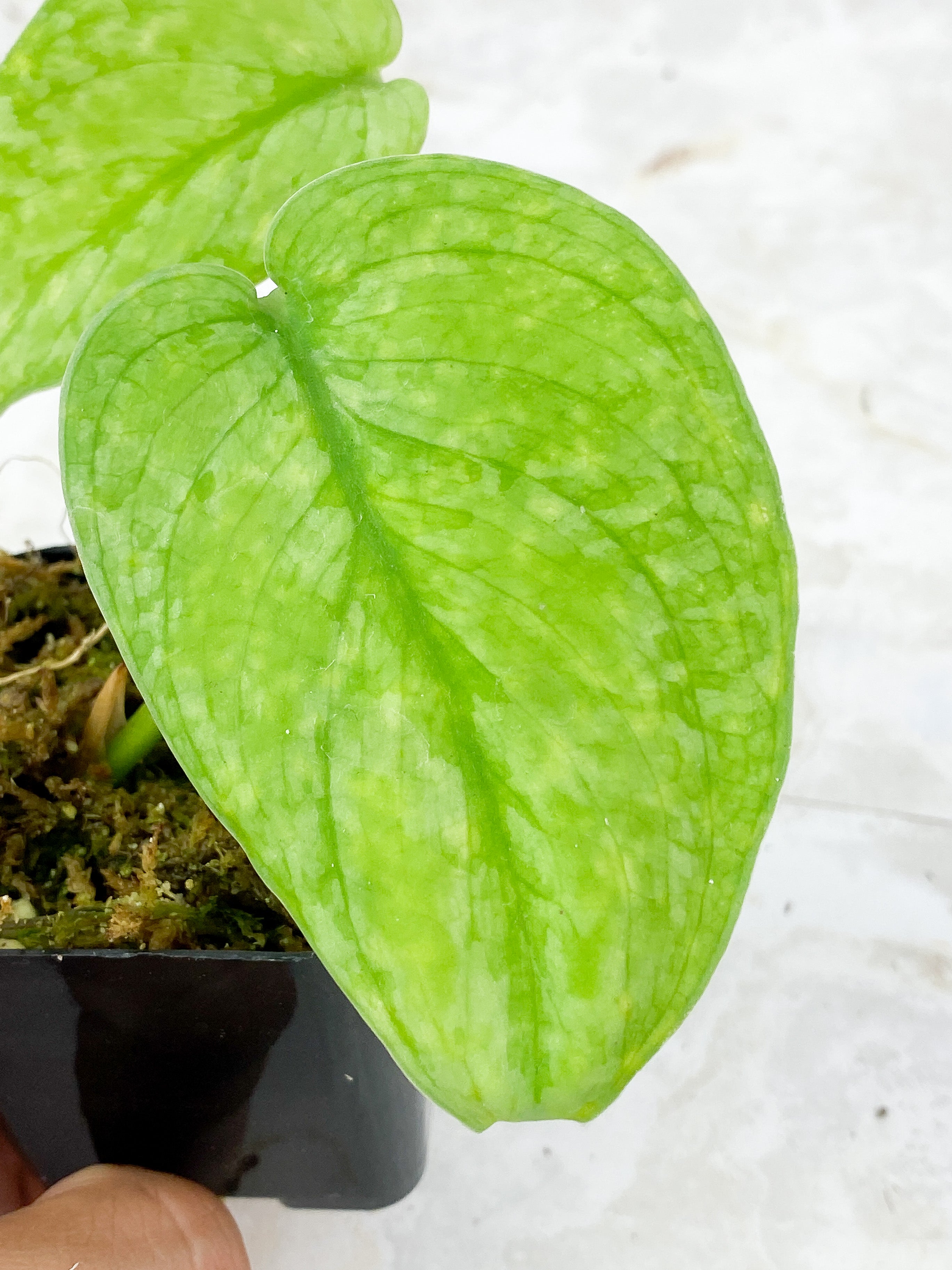 Scindapsus Silver Cloud Rooted 2 leaves