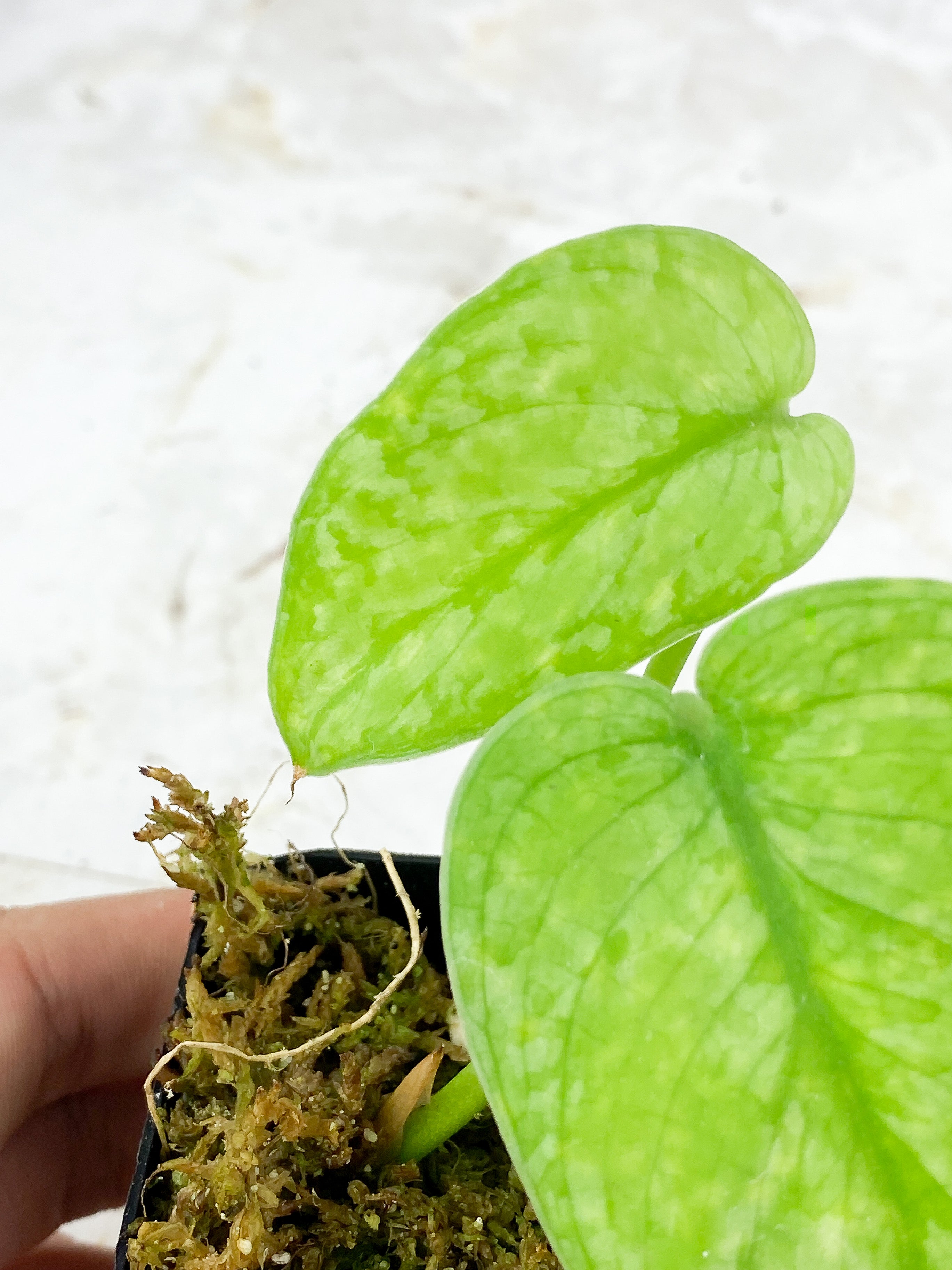 Scindapsus Silver Cloud Rooted 2 leaves