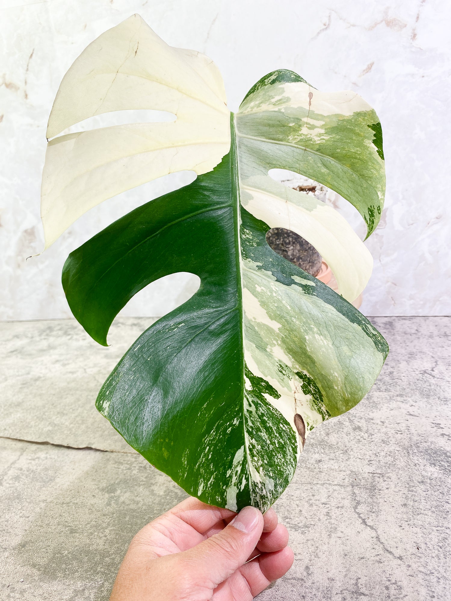 Monstera Albo Variegated 1 leaf Rooted Highly Variegated