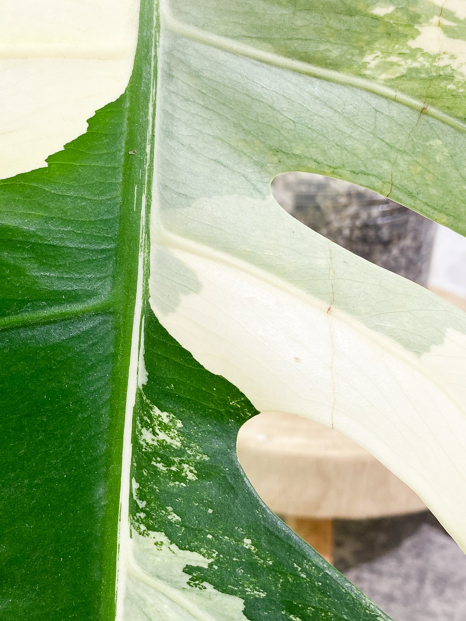 Monstera Albo Variegated 1 leaf Rooted Highly Variegated