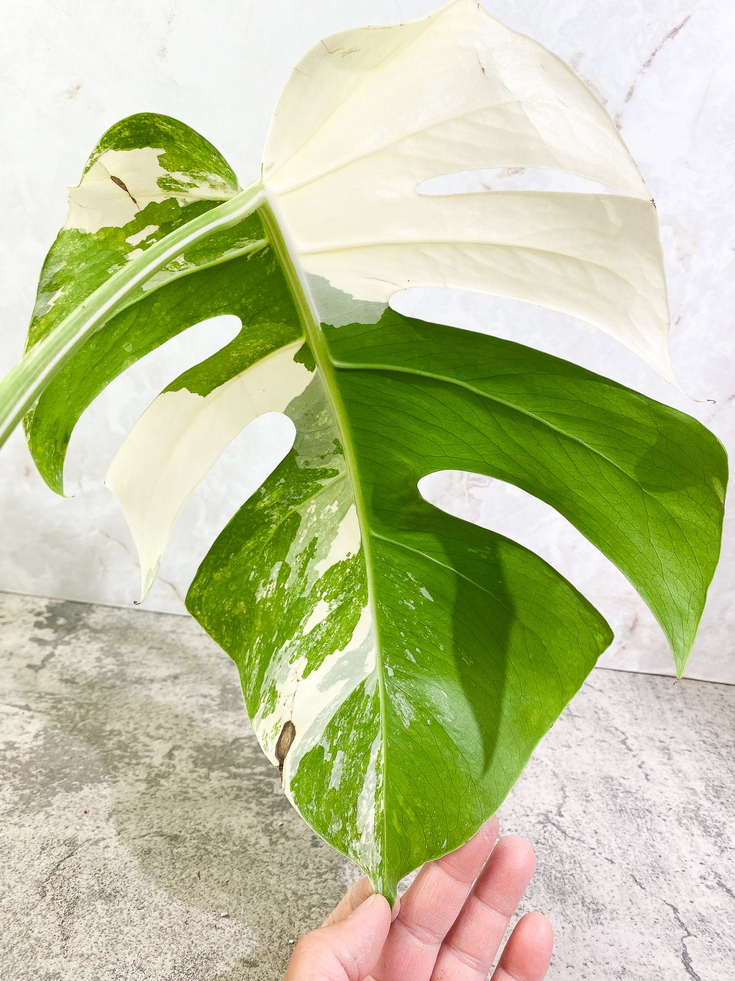 Monstera Albo Variegated 1 leaf Rooted Highly Variegated