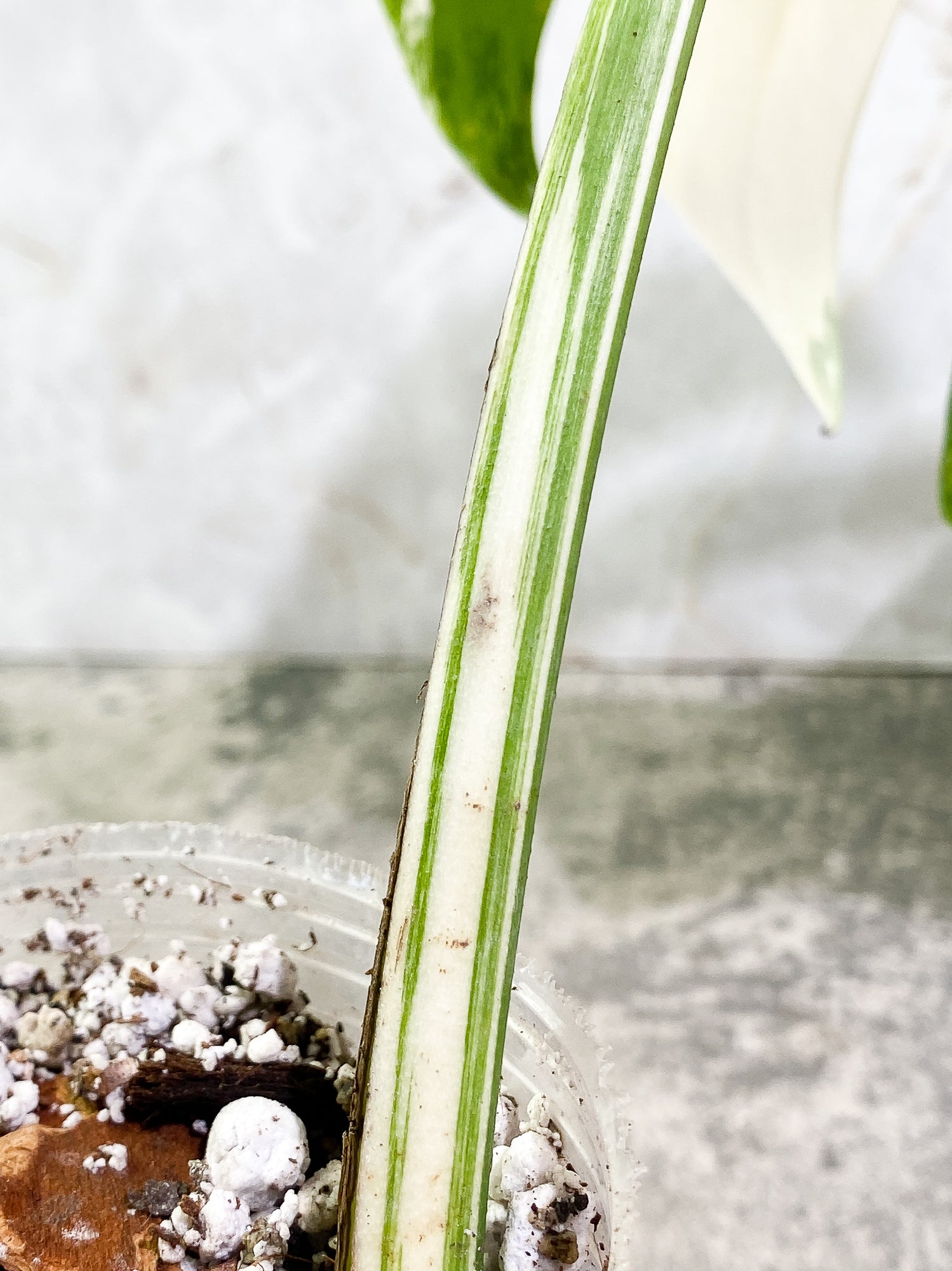 Monstera Albo Variegated 1 leaf Rooted Highly Variegated