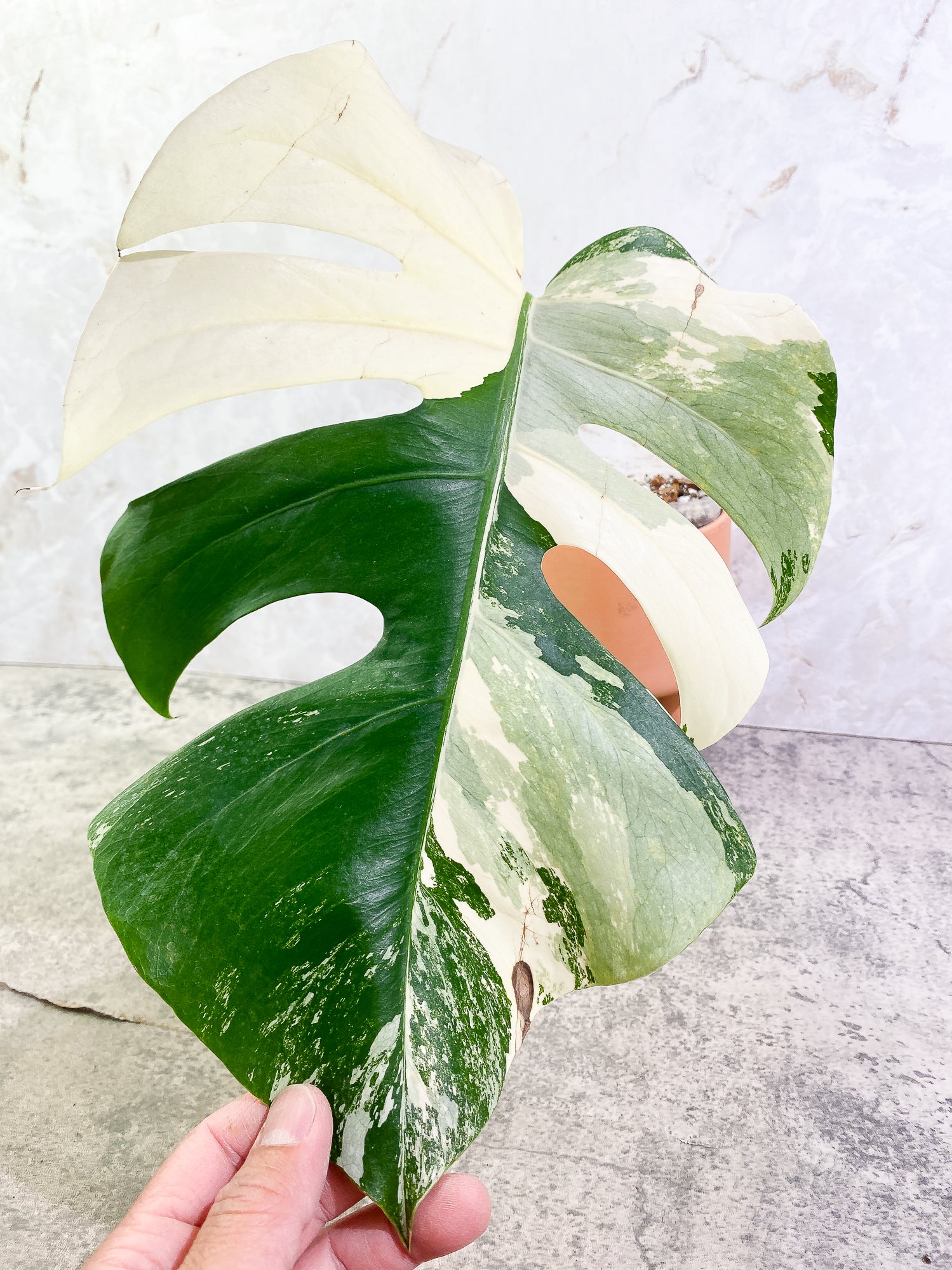 Monstera Albo Variegated 1 leaf Rooted Highly Variegated