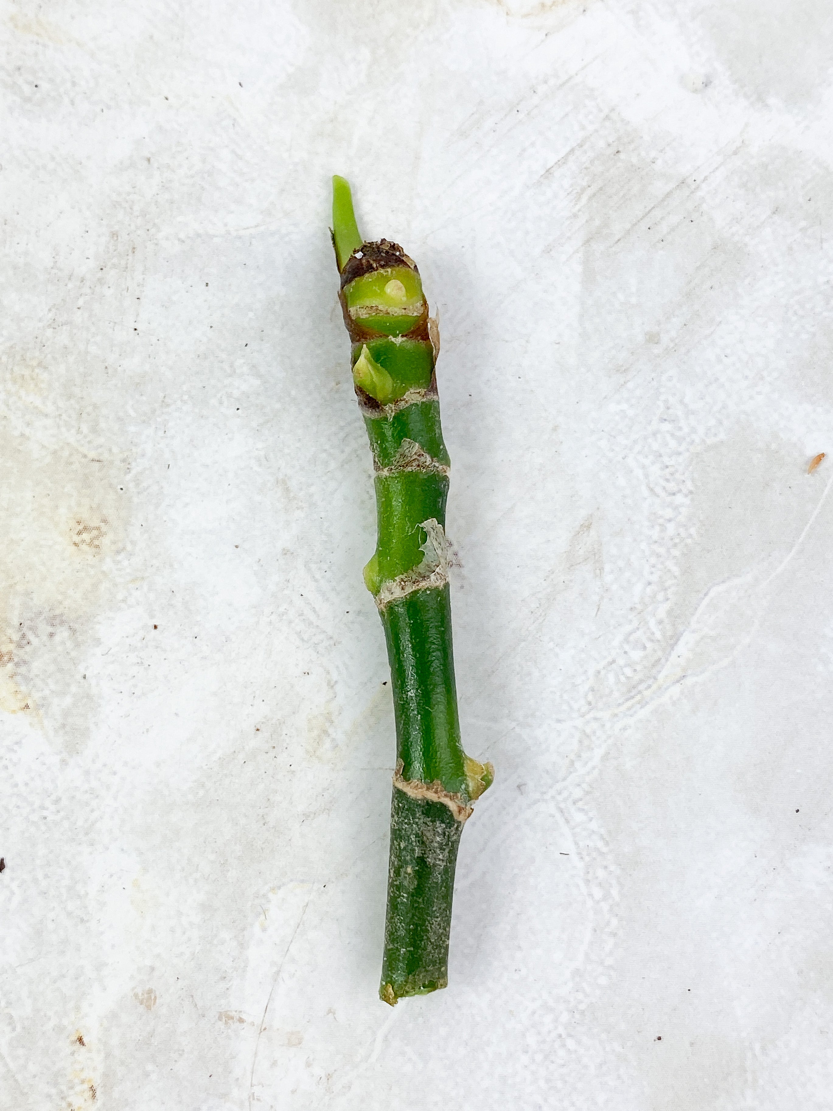 Aglaonema Pictum Tricolor Unrooted stick with multiple grow point