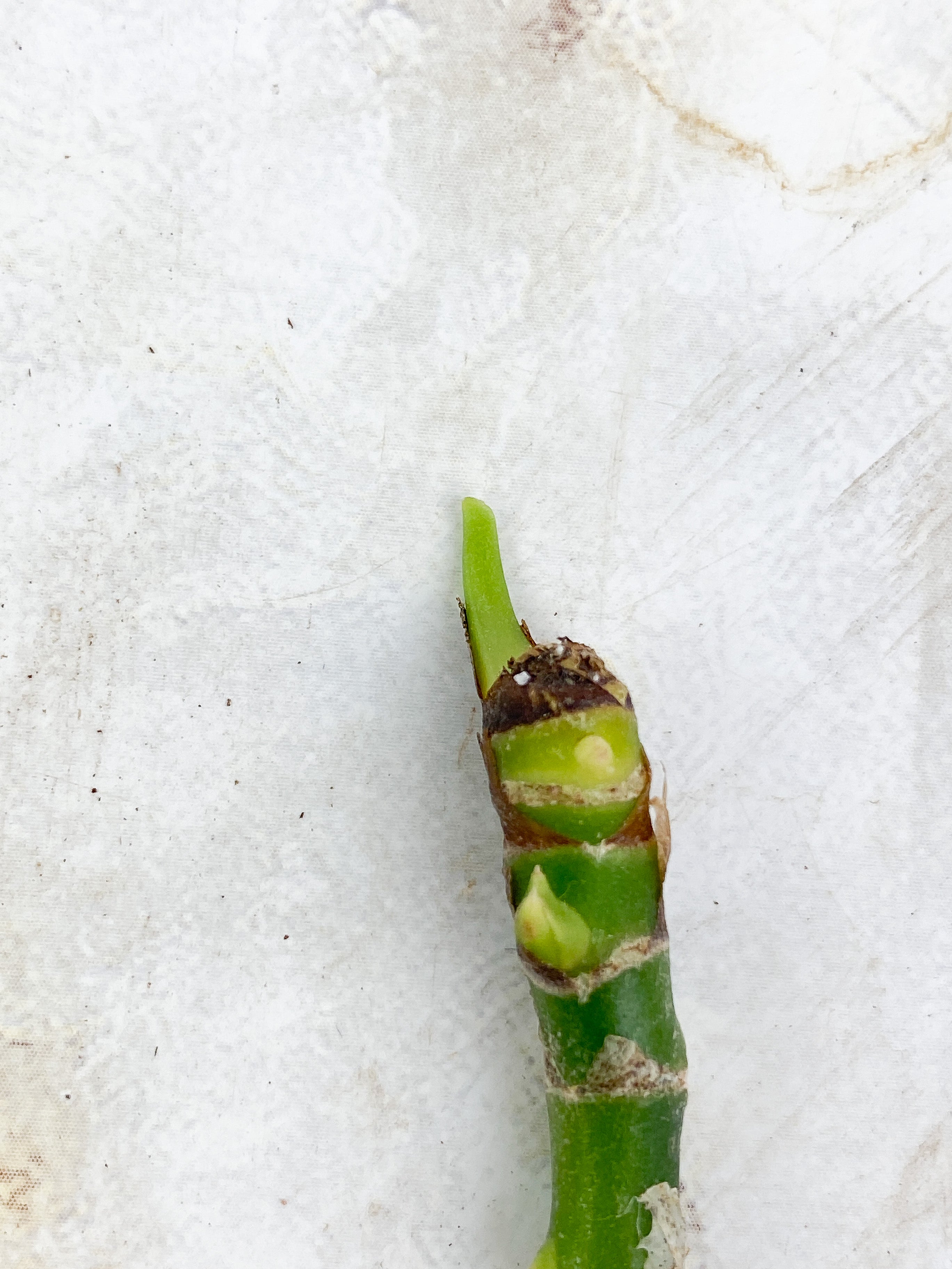 Aglaonema Pictum Tricolor Unrooted stick with multiple grow point