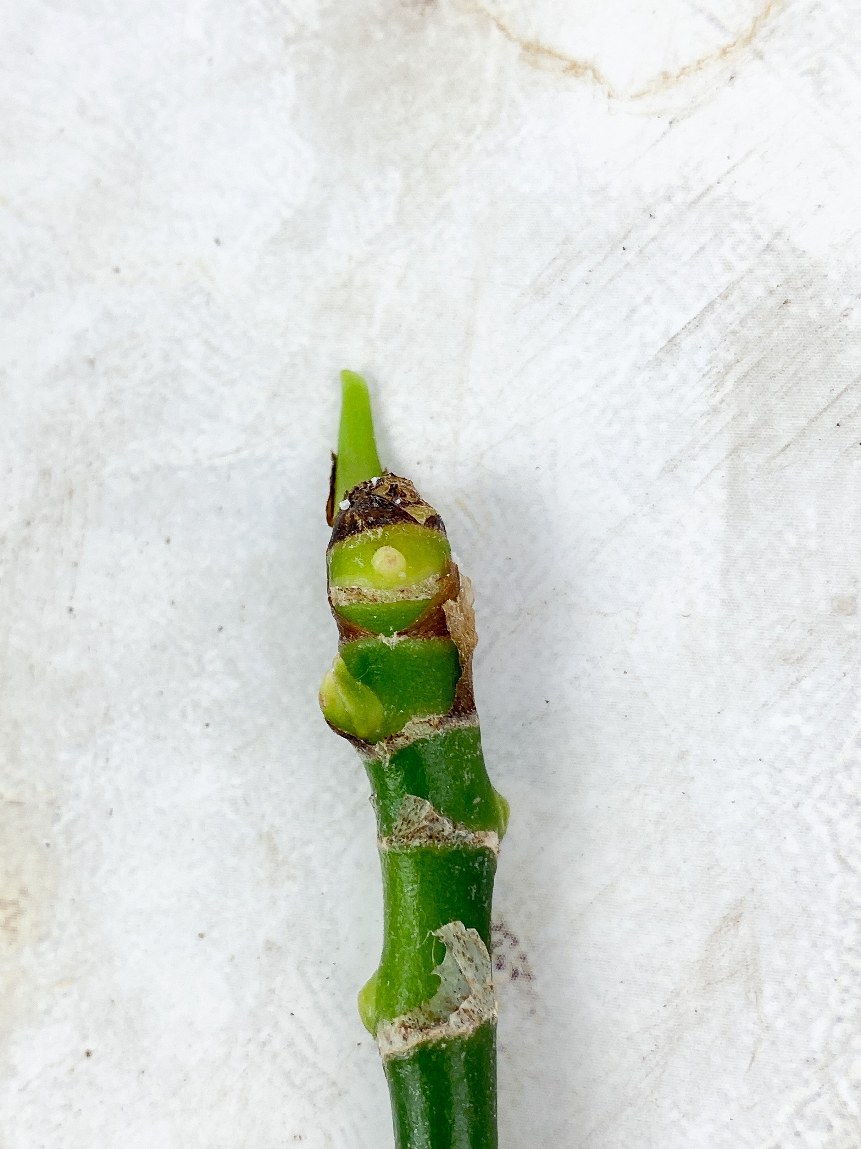 Aglaonema Pictum Tricolor Unrooted stick with multiple grow point
