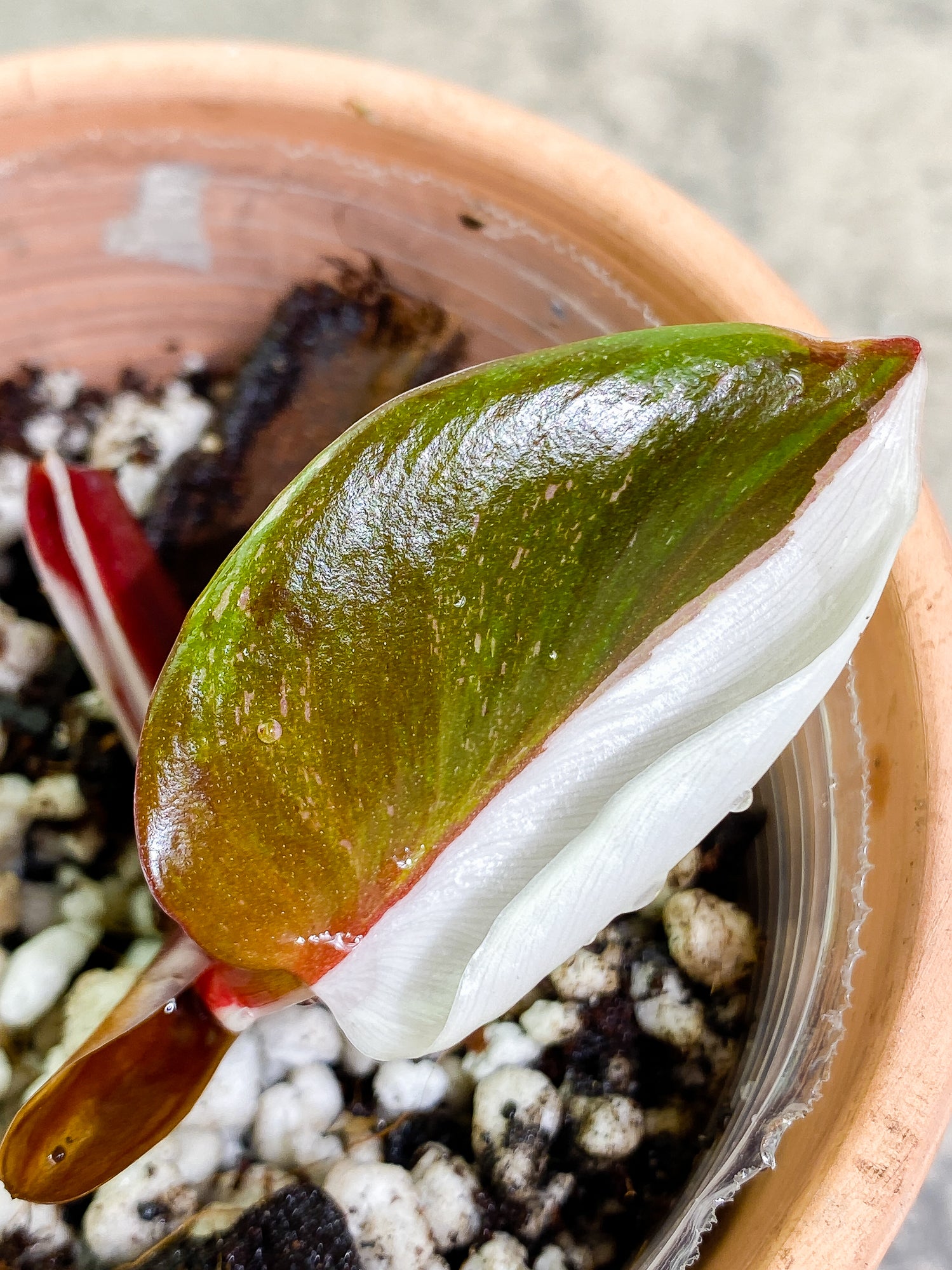 Philodendron White Knight Tricolor Rooting 2 nodes 1 leaf Top Cutting