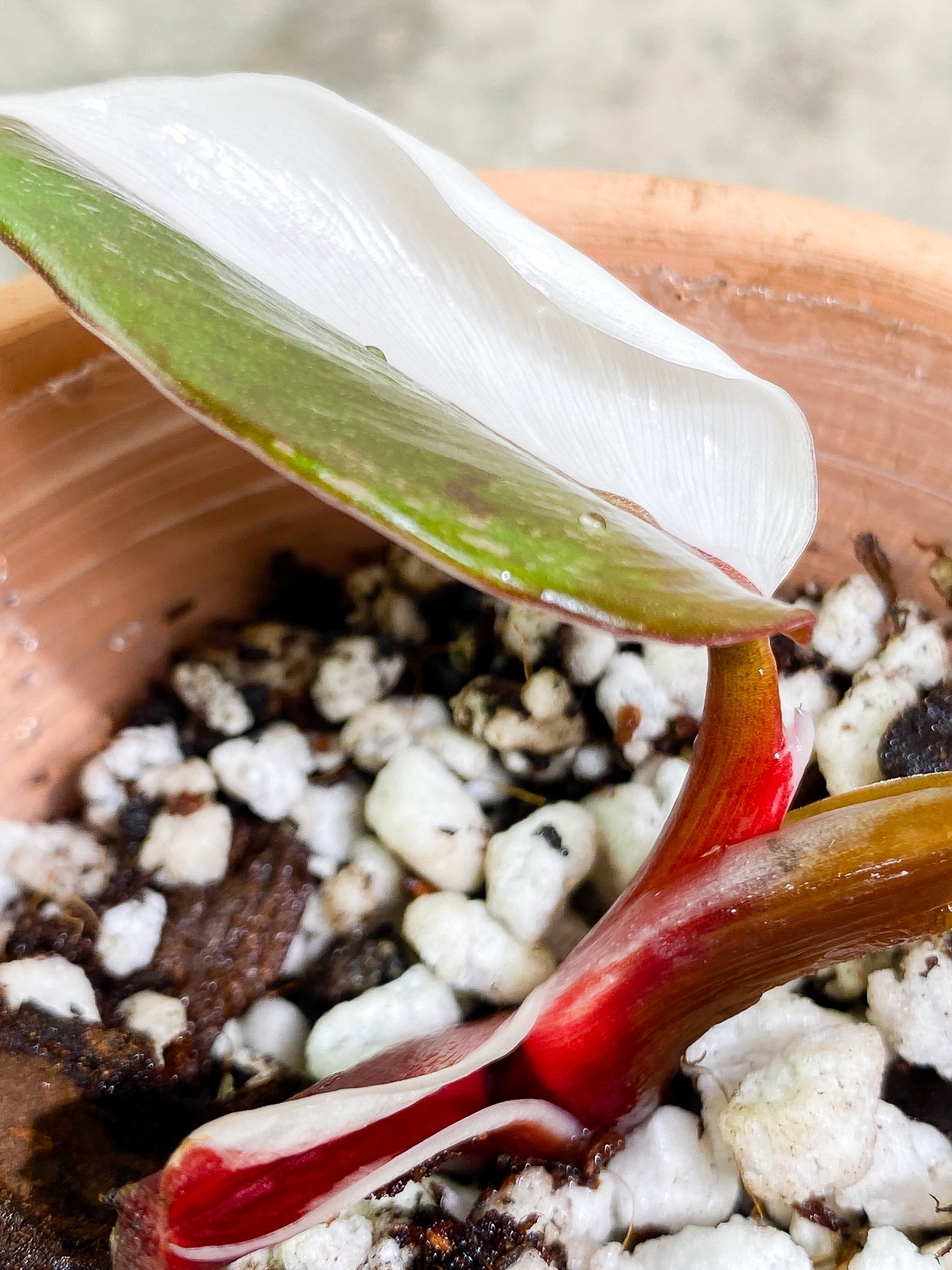 Philodendron White Knight Tricolor Rooting 2 nodes 1 leaf Top Cutting