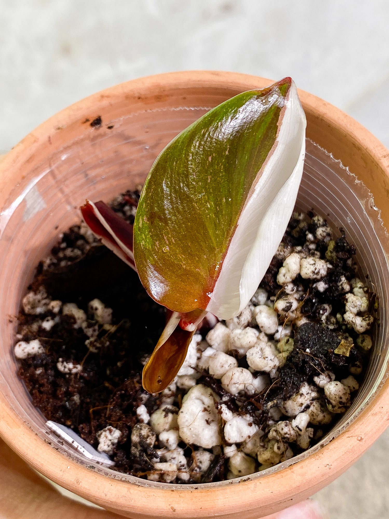 Philodendron White Knight Tricolor Rooting 2 nodes 1 leaf Top Cutting