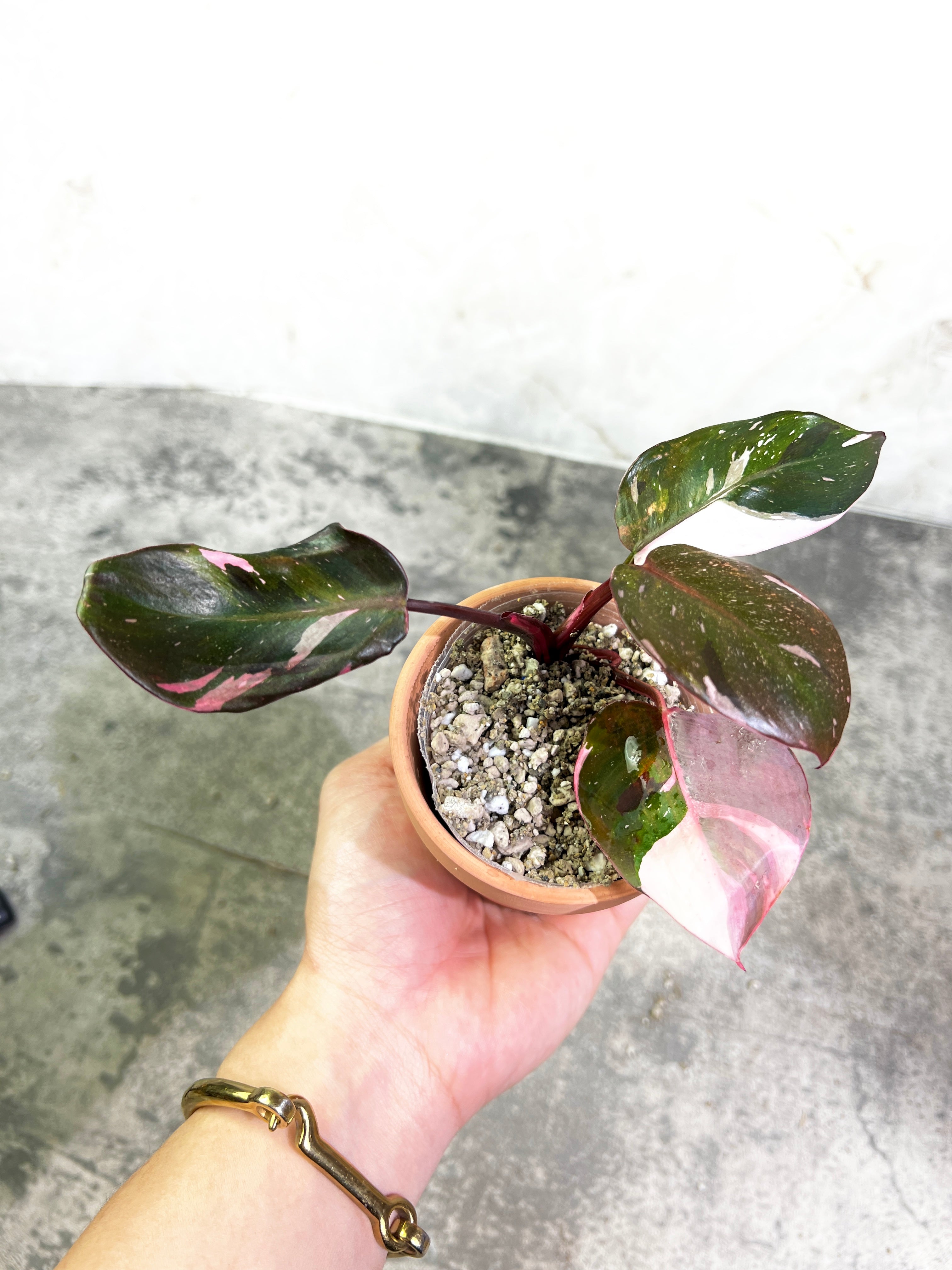 Philodendron Red Anderson Rooting node