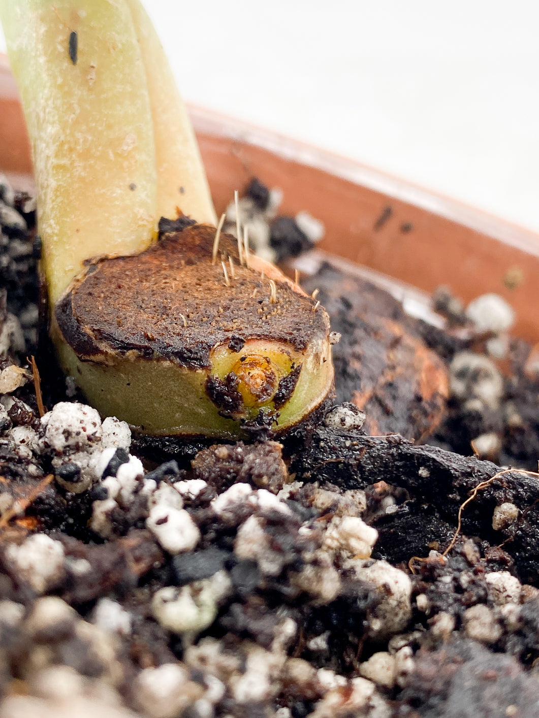 Anthurium Clarinervium x Pedatoradiatum Rooting node 1 sprout