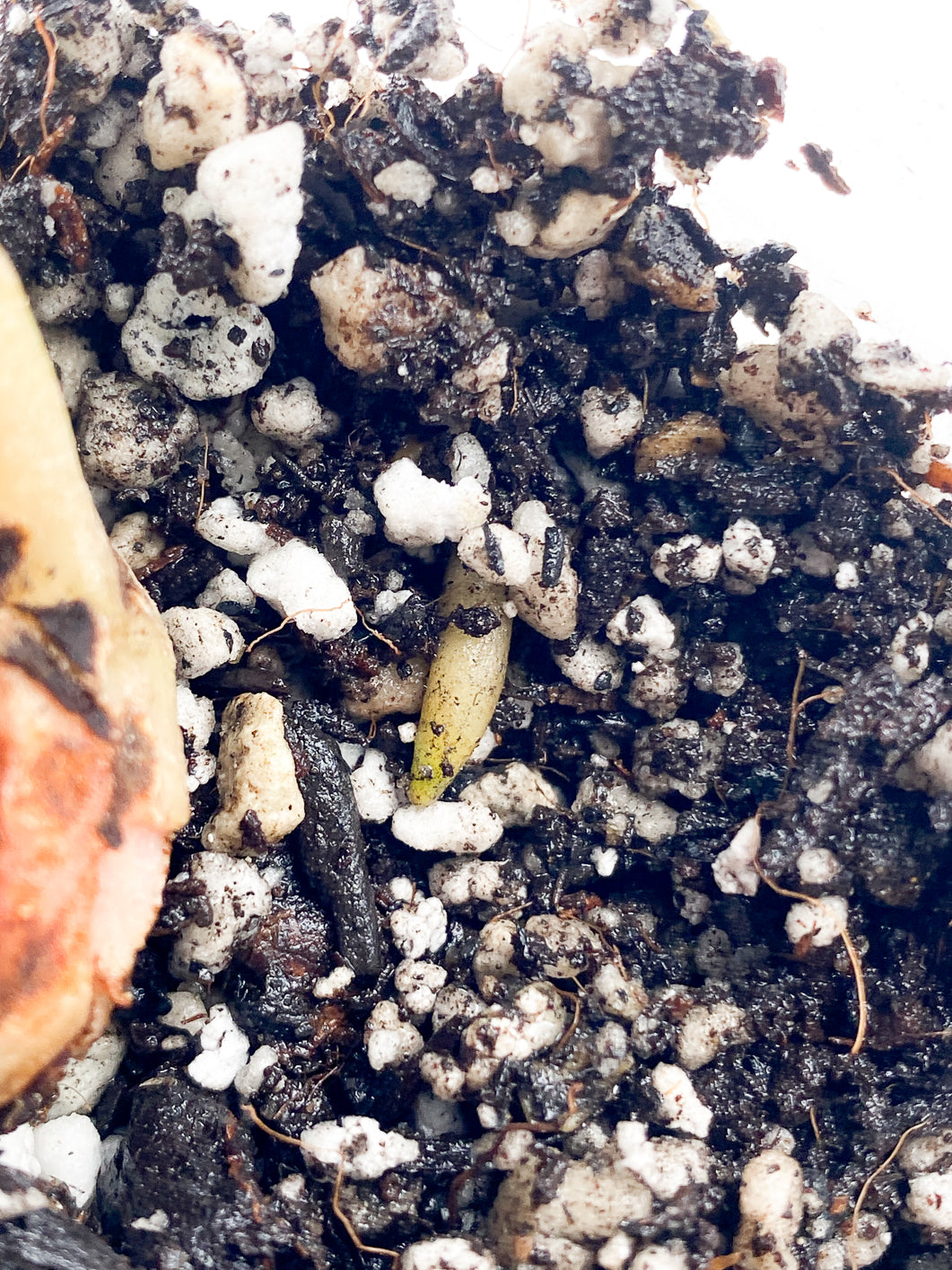 Anthurium Clarinervium x Pedatoradiatum Rooting node 1 sprout