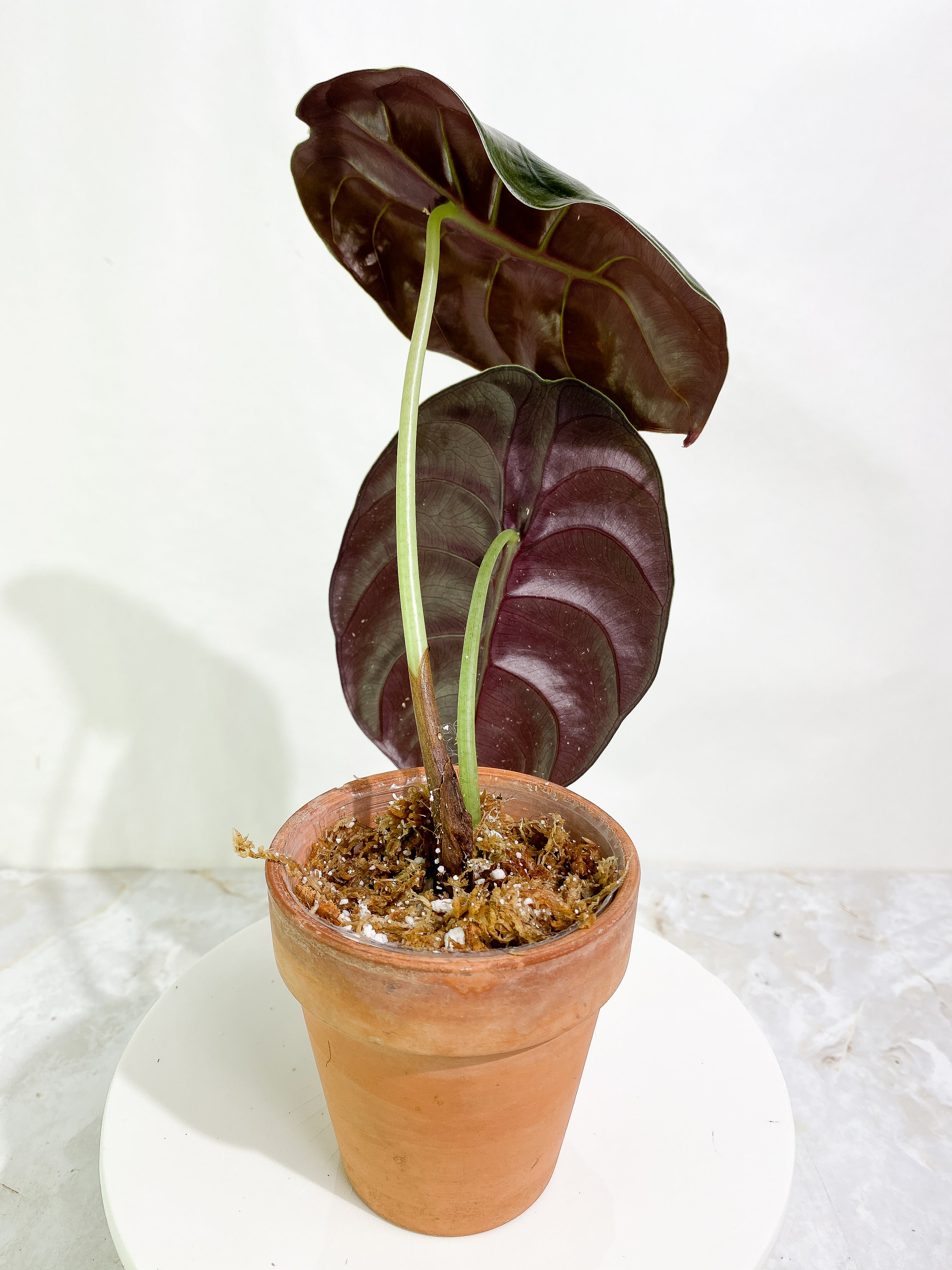 Alocasia cuprea red secret 2 leaves rooted