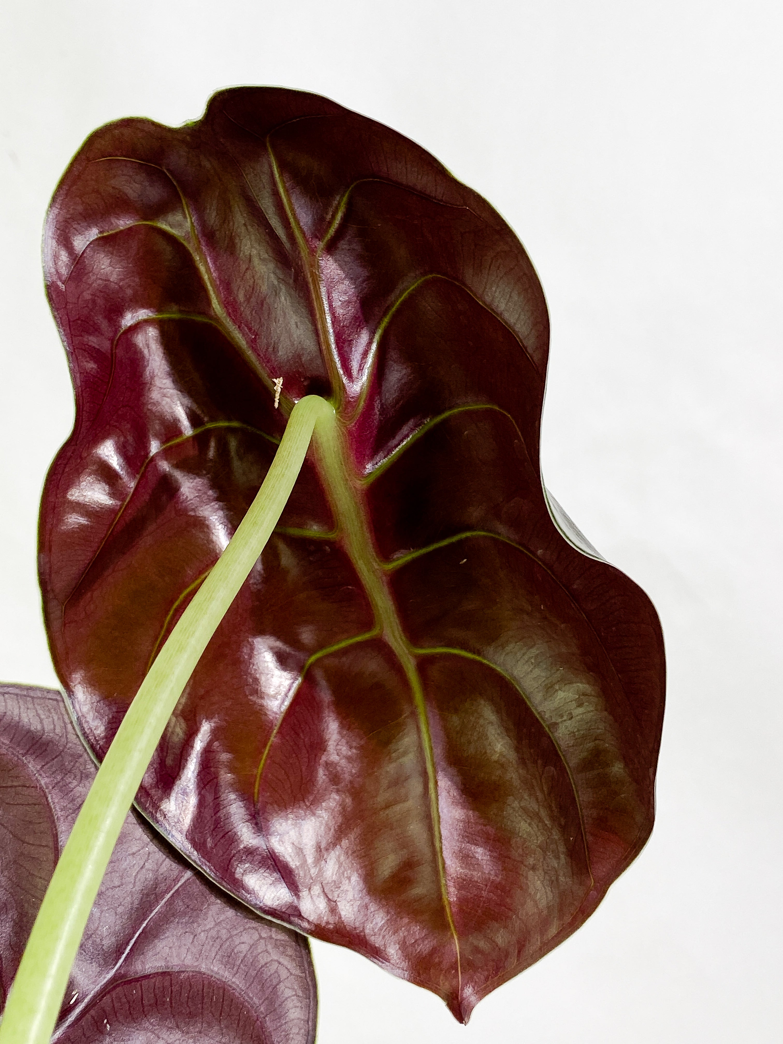 Alocasia cuprea red secret 2 leaves rooted