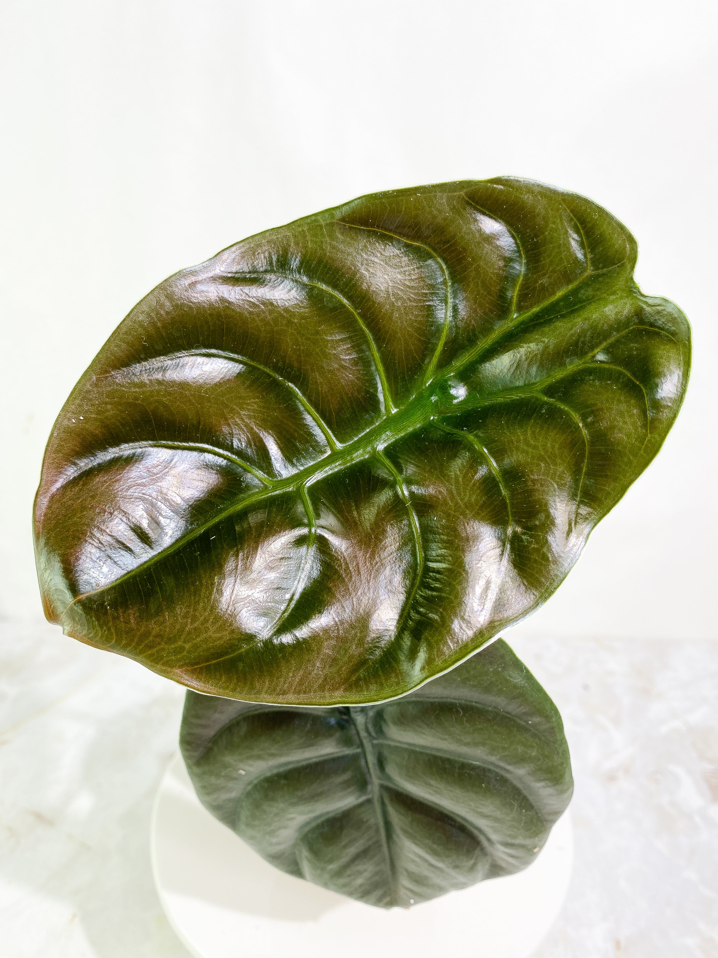 Alocasia cuprea red secret 2 leaves rooted