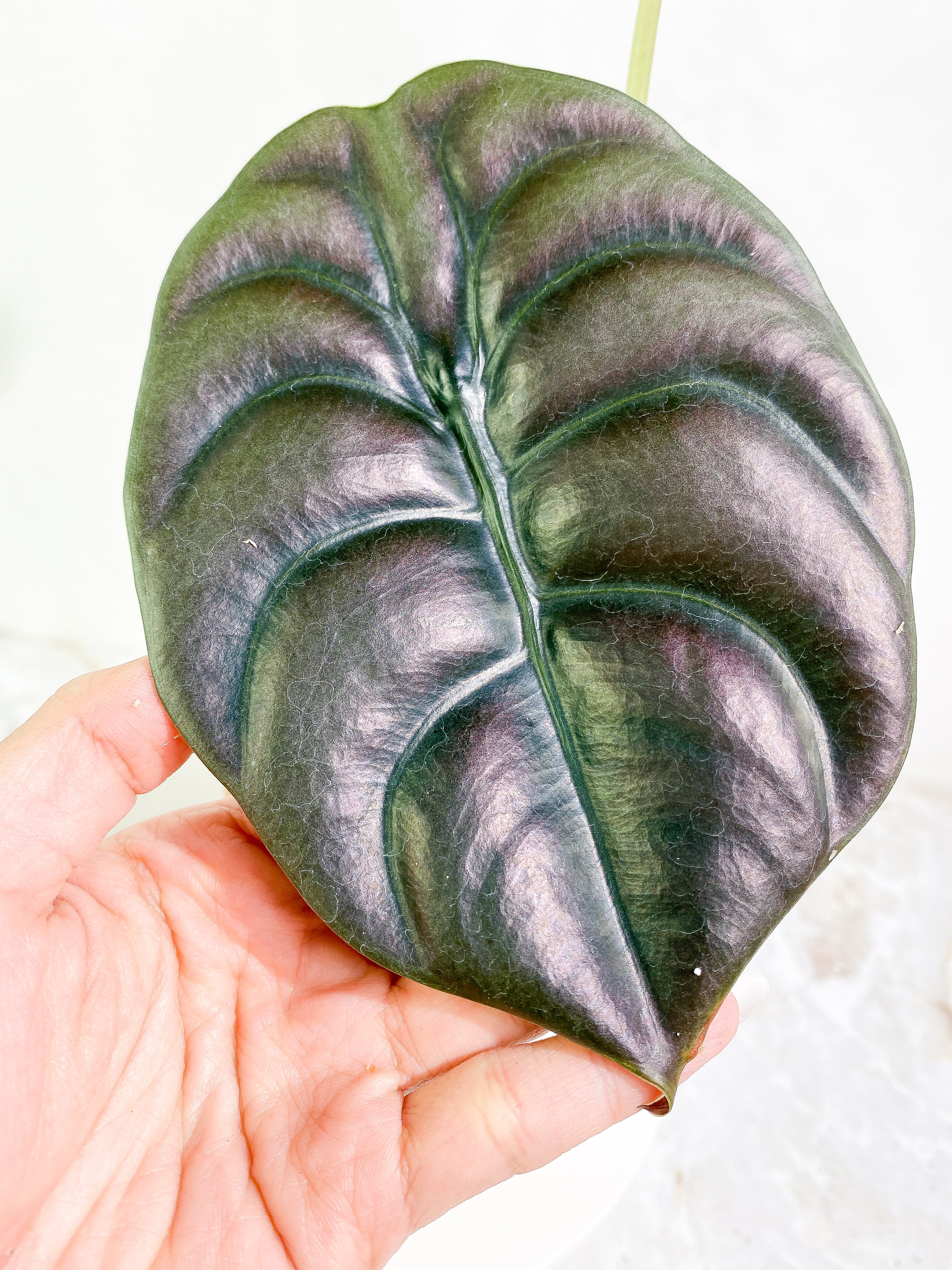 Alocasia cuprea red secret 2 leaves rooted